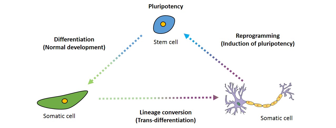 Simplified and modified illustration of Waddington's epigenetic landscape