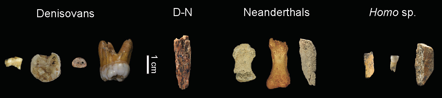 All human fossils from Denisova Cave