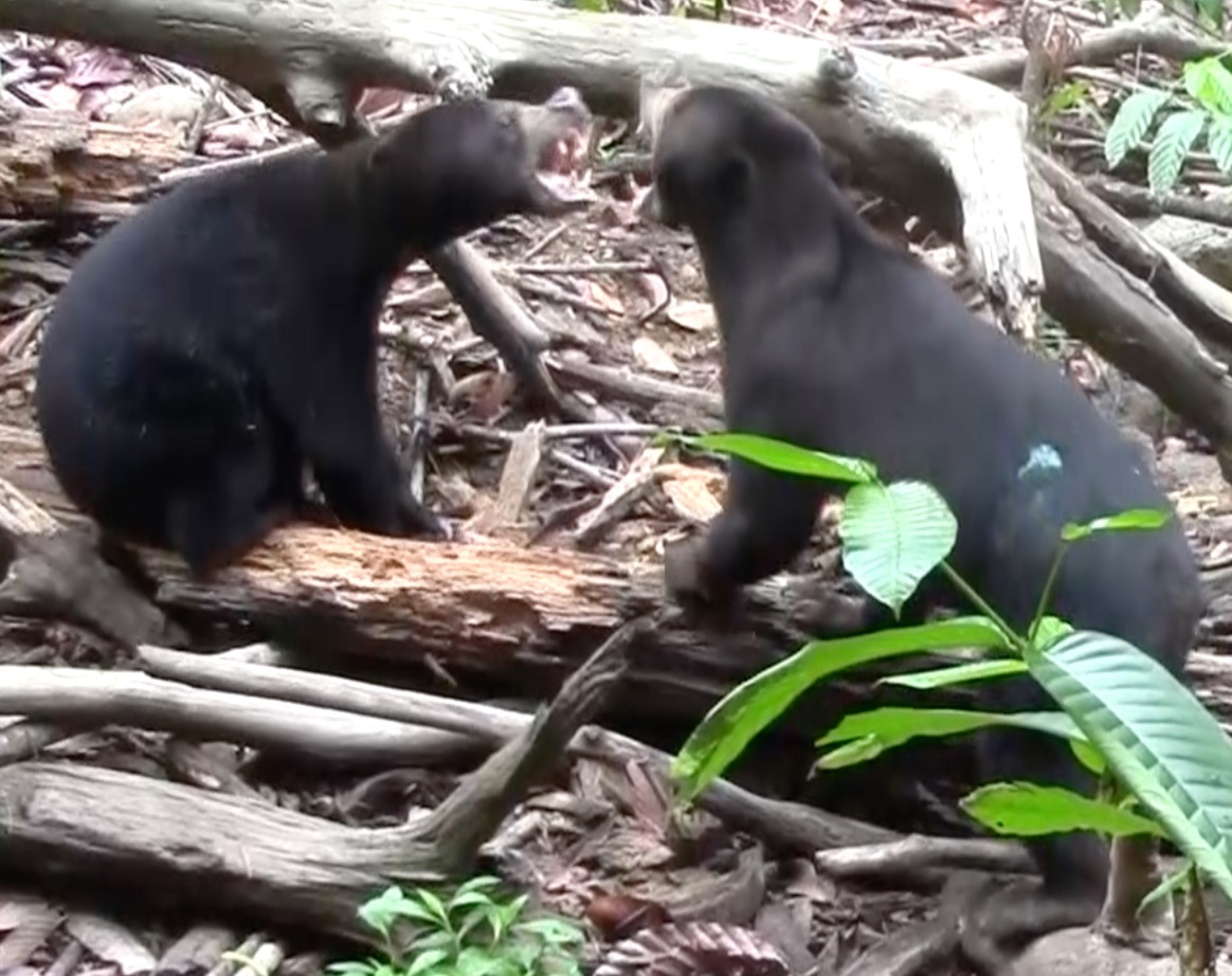 Sun bear exact facial mimicry