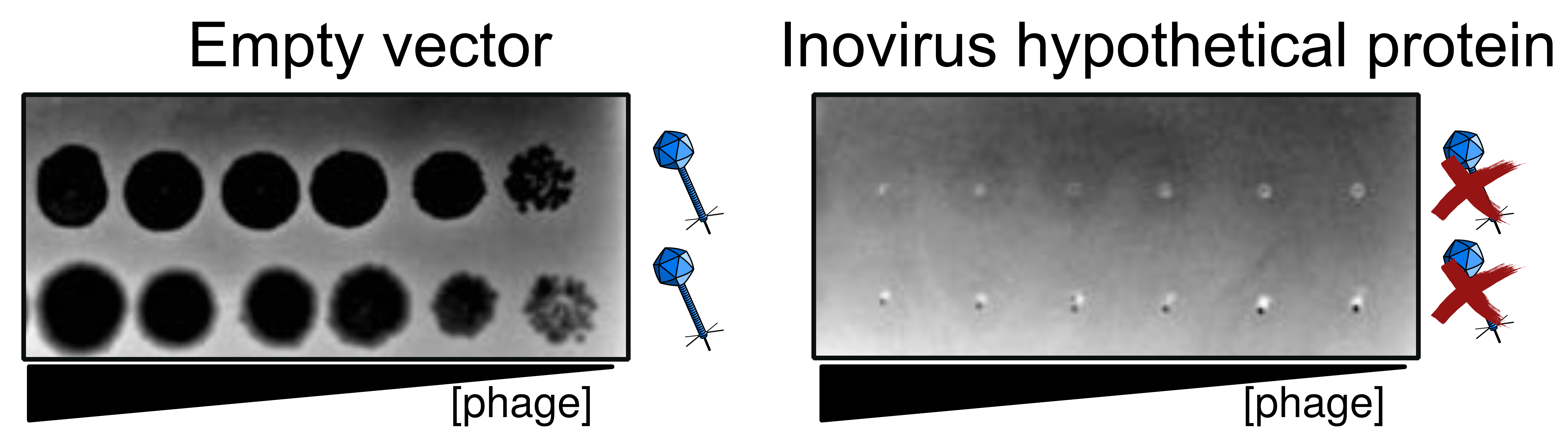 Example of superinfection exclusion.