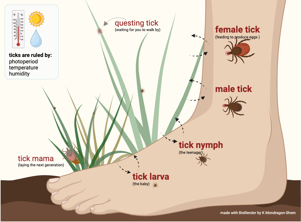tick biology