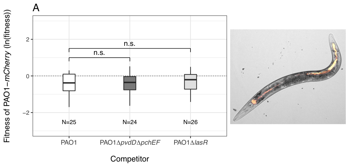 Competition within the host