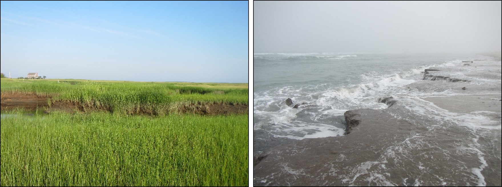 Temperate salt marshes.