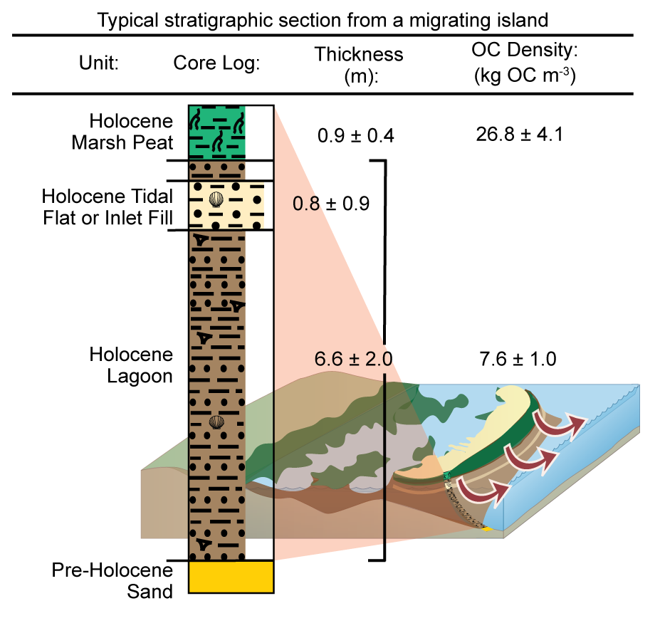 Typical stratigraphic section from sediment cores penetrating through beachface-exposed marsh (as in b) along a landward-migrating island, identifying stratigraphic units with associated average thicknesses and OC densities. Barrier system diagram modified from Tracey Saxby, Integration and Application Network (ian.umces.edu/media-library). 