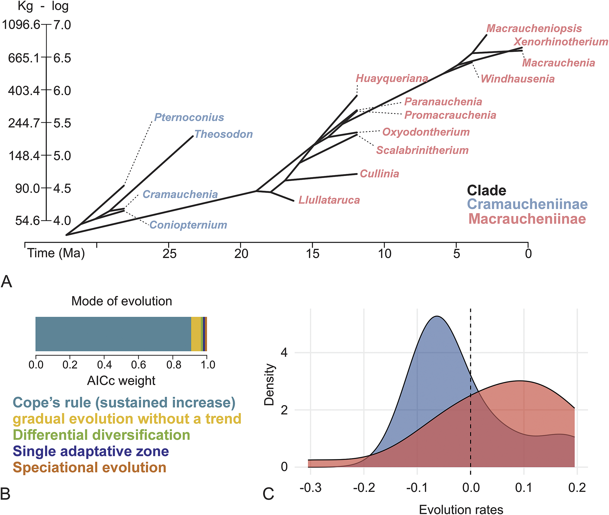 volutionary trajectory of macraucheniid body mass. A, Phenogram, generated under a sustained-increase model, illustrating the evolutionary dynamics of body mass in macraucheniids. B, Support of different evolutionary models based on corrected Akaike information criterion (AICc) weights. C, Evolution rates between the two macraucheniid subfamilies.