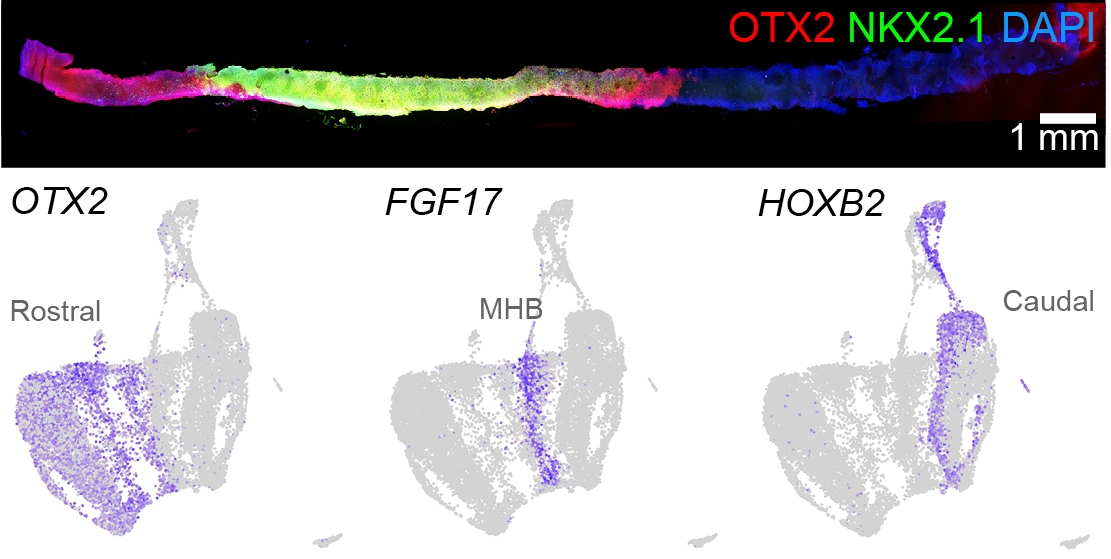 Stained MiSTR tissue and single-cell RNA-seq