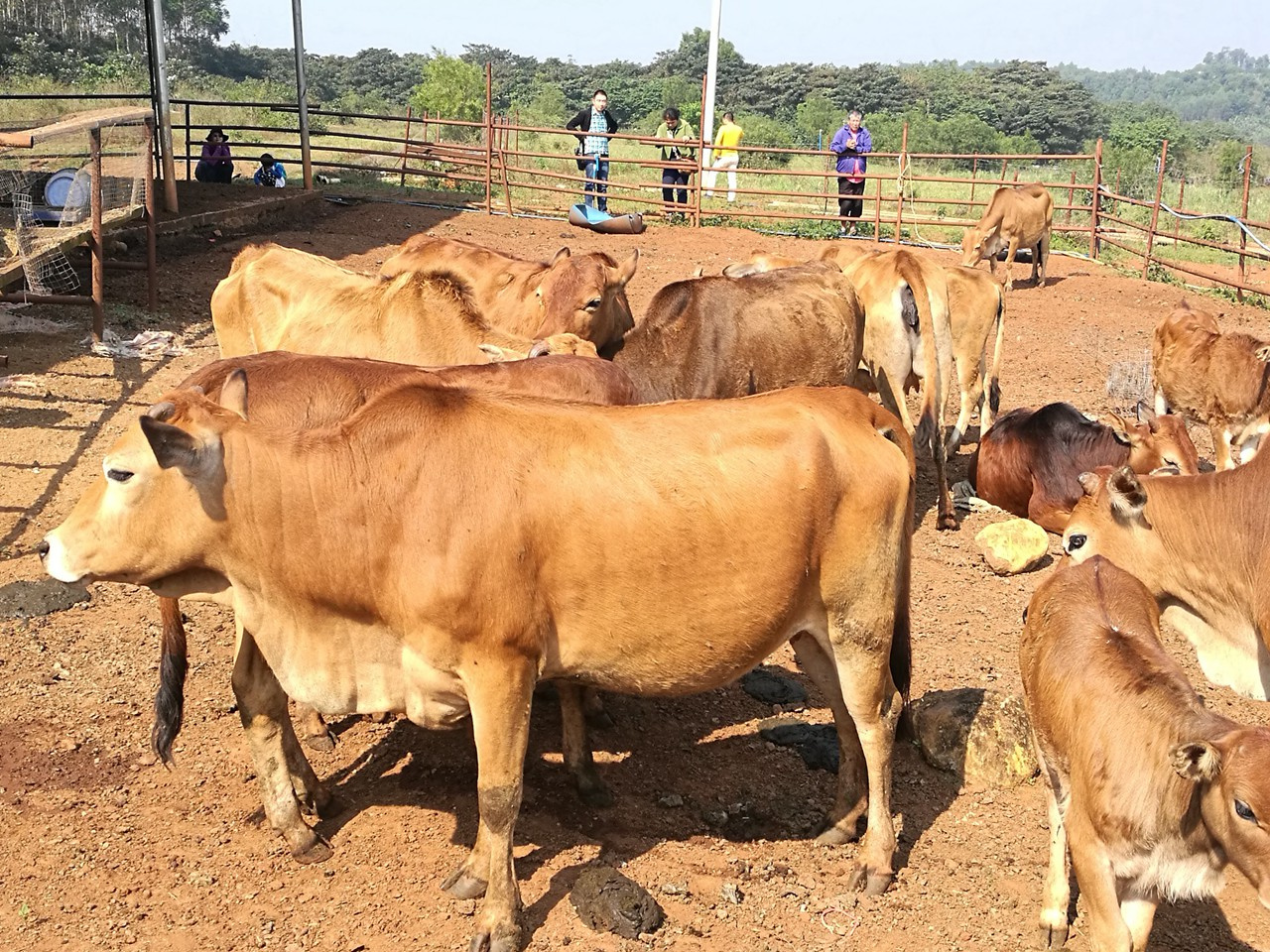 Leiqiong cattle, belong to Chinese indicine