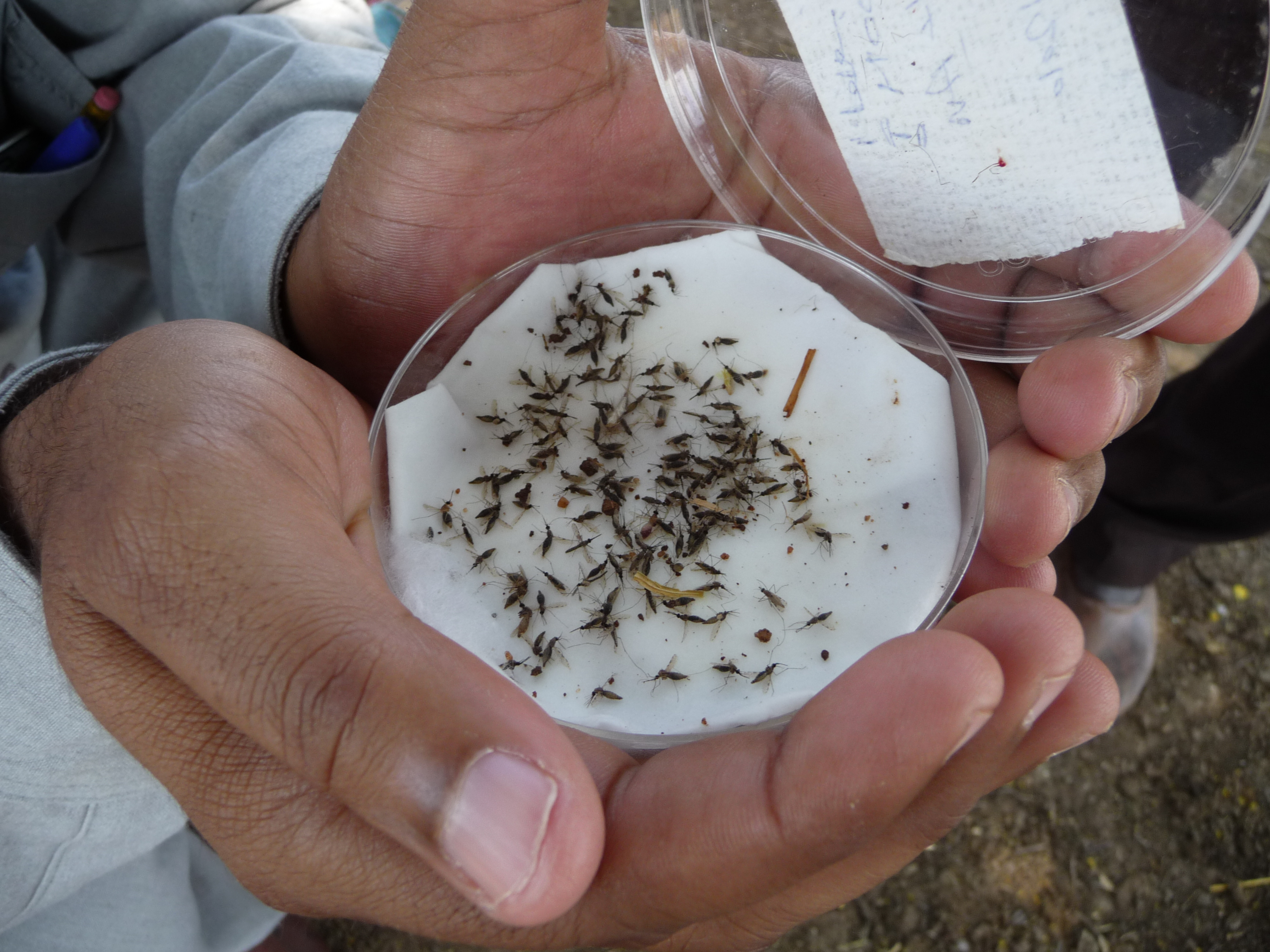 A sample of female Anopheles gambiae mosquitoes.