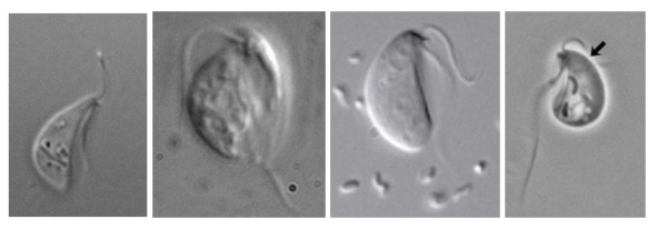 Some Carpediemonas-like organisms studied for this paper: Dysnectes brevis, Aduncisulcus paluster, Kipferlia bialata, and Ergobibamus cyprinoides. Kipferlia bialata image taken from Yubuki et al. 2013 Protist 164:423–439; Ergobibamus cyprinoides image taken from Park et al. 2010 J. Eukaryot. Microbiol. 57(6):520–528