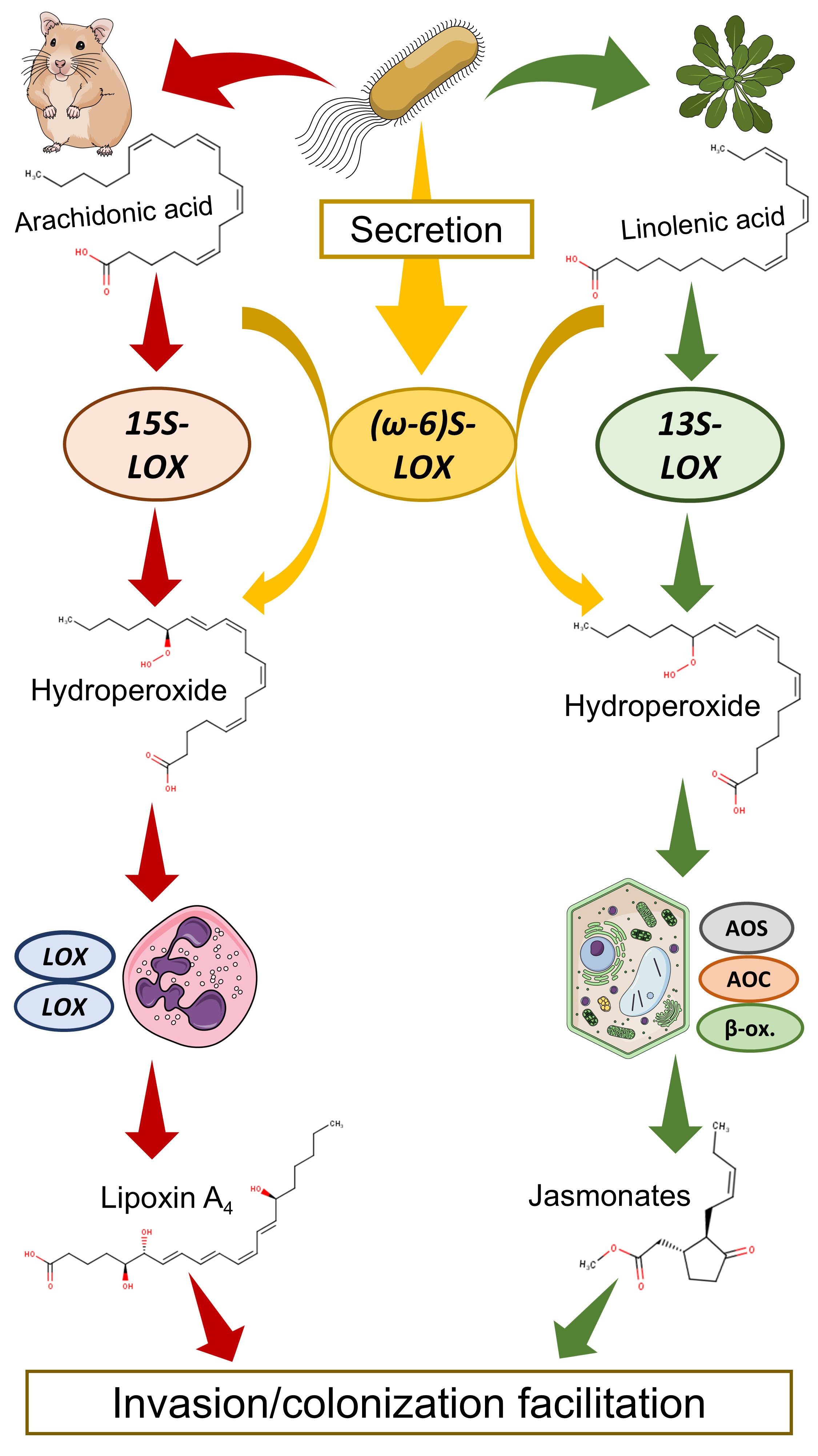 Hypothesis graphic outline