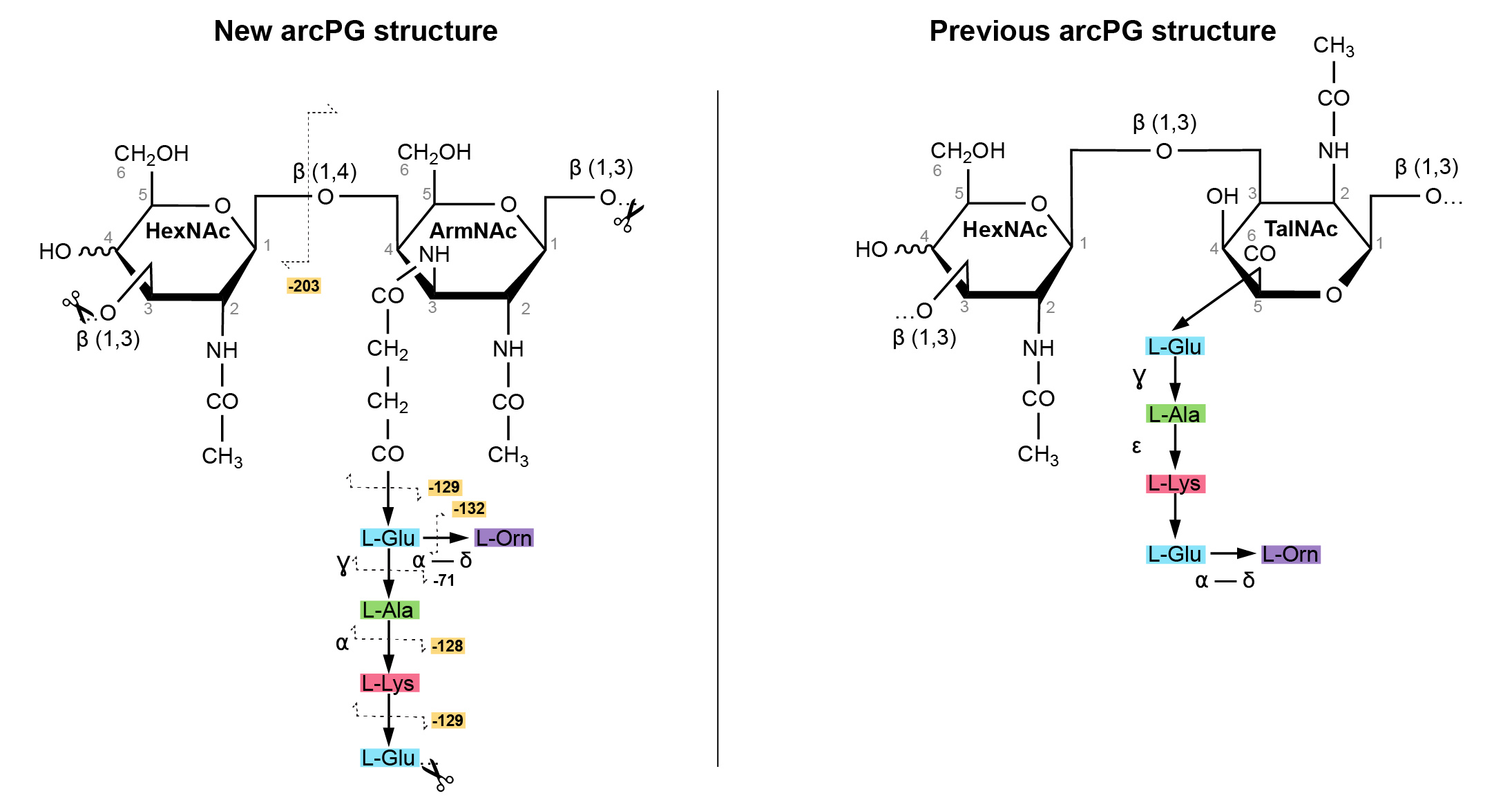 Figure 4. New arcPG structure (left) compared to the one from 50 years ago (right).