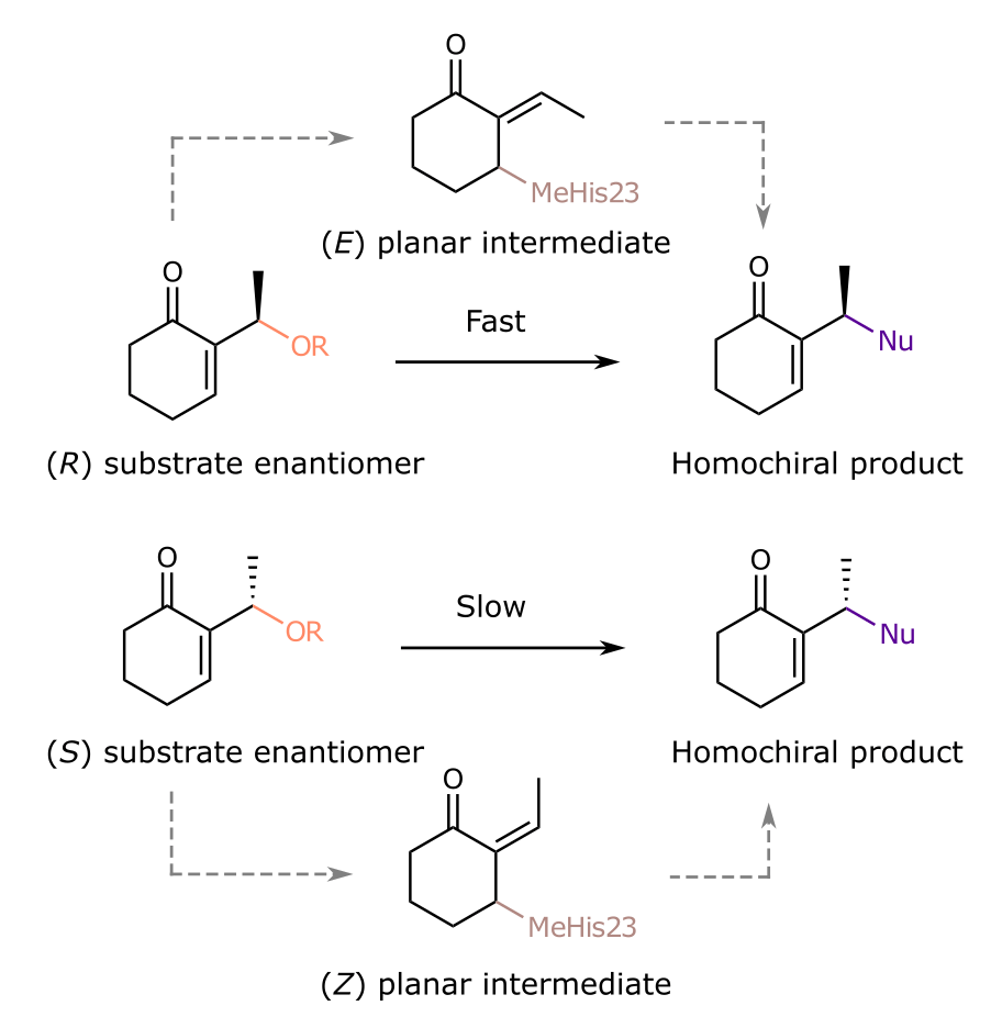 Figure 3 Reactions using a single substrate enantiomer generate products with the same stereocentre configuration. Stereospecificity is achieved via E/Z isomerism of the planar intermediate.