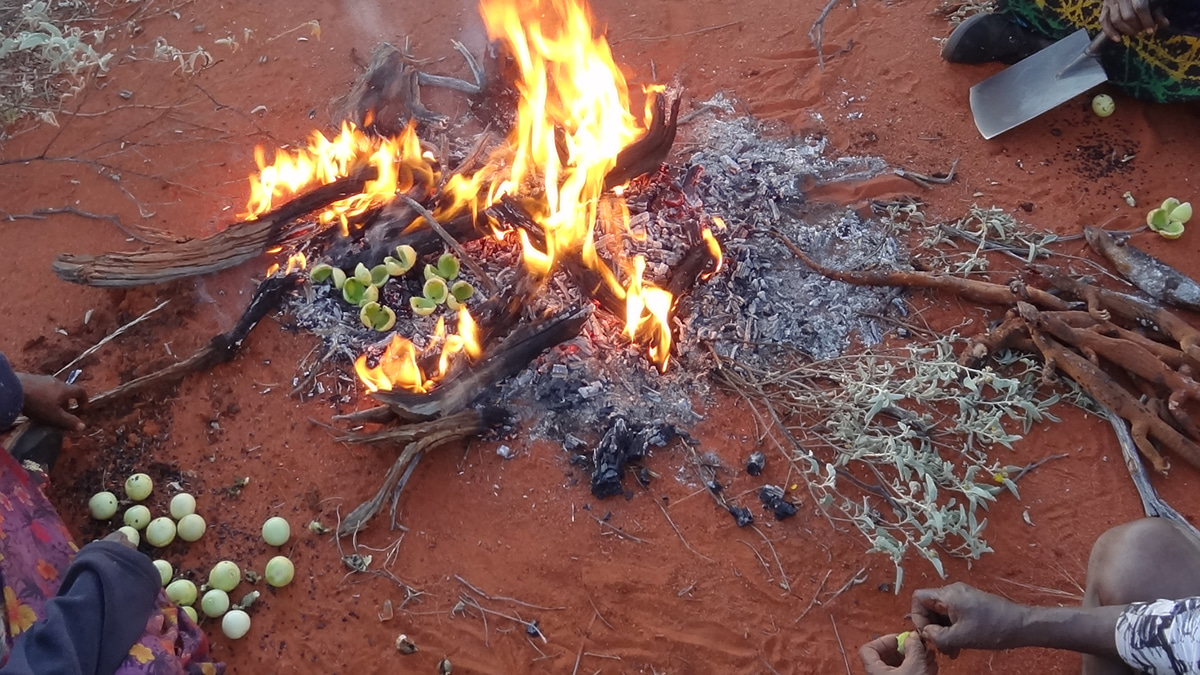 Bush tomato seed dispersal around a cooking hearth