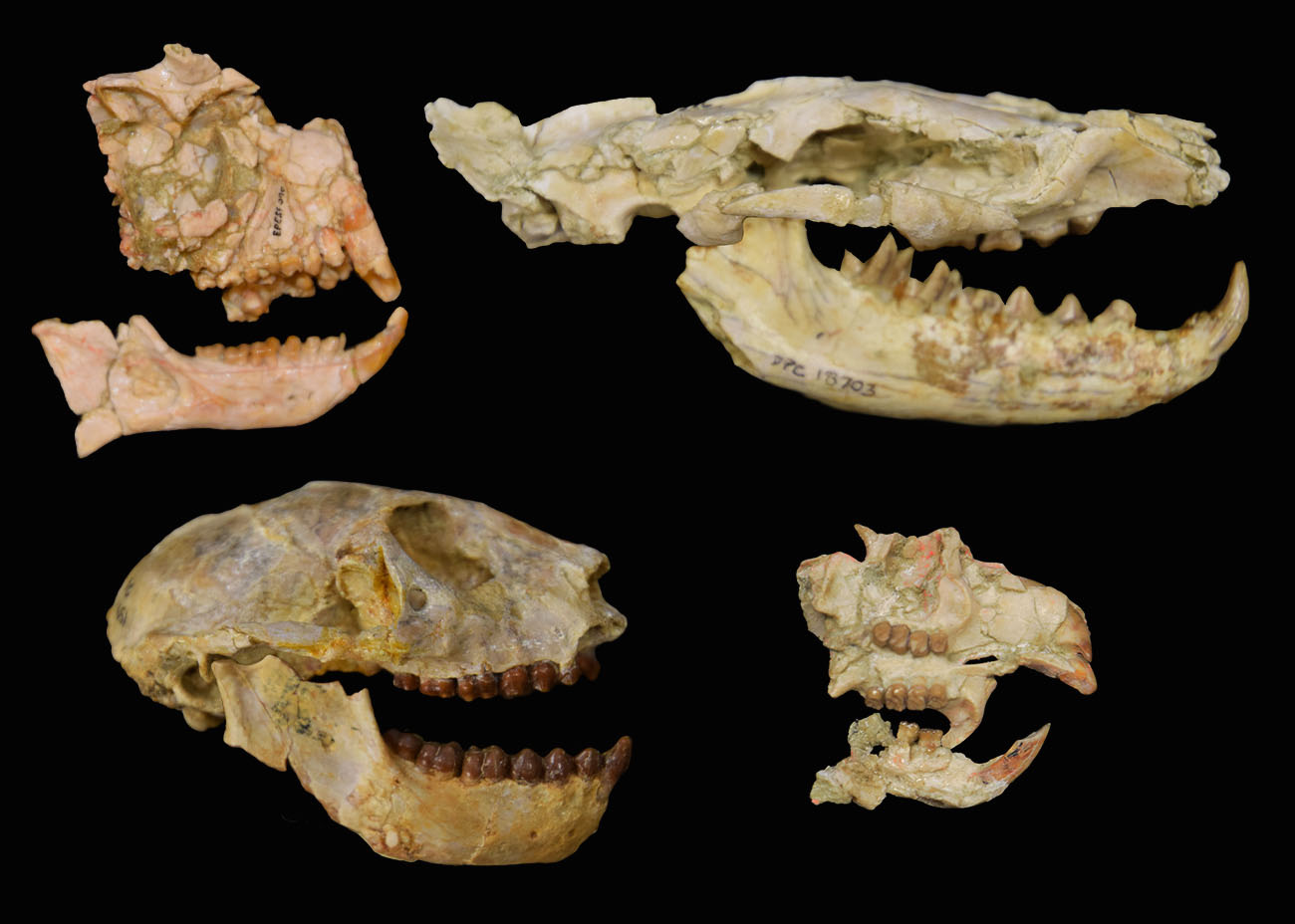 Fossils of the key groups used to document the Eocene-Oligocene extinction in Africa with primates on the left, the carnivorous hyaenodont in the upper right, and a rodent in the lower right. All of these fossils are from the crucial Fayum Depression in Egypt, and are stored at the Duke Lemur Center’s Division of Fossil Primates. (Upper left is the strepsirrhine Plesiopithecus, Lower left is the anthropoid Parapithecus, Upper right is the hyaenodont Masrasector, and lower right is the rodent Gaudeamus).