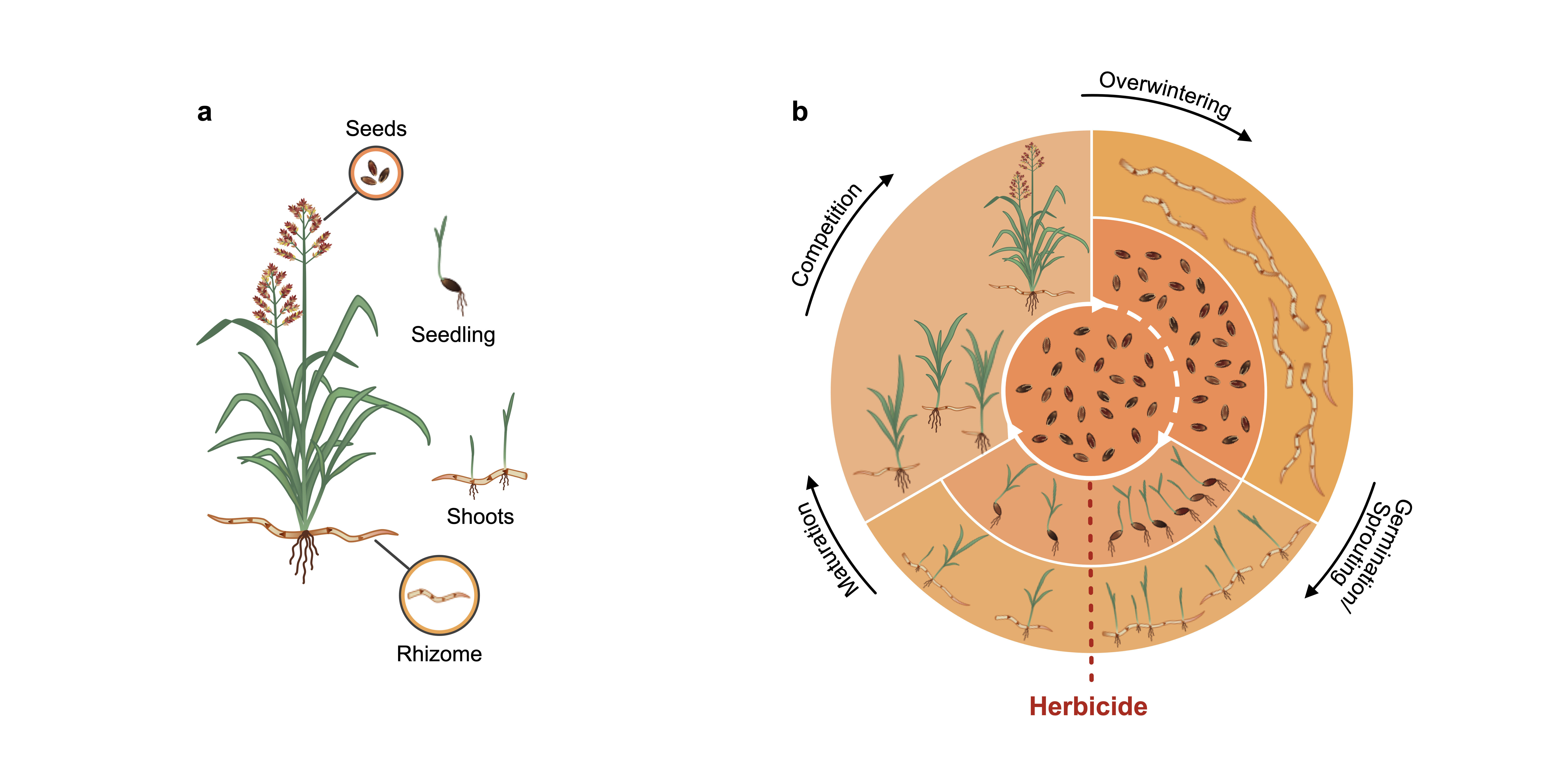 a, Life history stages of Johnsongrass. Shown is an adult weed plant that produced seeds and a rhizome, a seedling and two shoots emerging from a rhizome. b, Life cycle of Johnsongrass. Johnsongrass reproduces sexually via seeds (inner ring) and asexually through rhizomes (outer ring). Seeds can stay dormant in the ground for several years, forming a seed bank (central circle). New seeds and seeds from the seed bank might germinate in spring or stay dormant as part of the seed bank (expressed by the dotted line). Rhizomes give rise to shoots in the first spring after their production. Herbicide application (red dotted line) can kill susceptible seedlings and shoots. The plants that survive then compete for resources as they mature. The aboveground plant material dies in winter, and Johnsongrass overwinters as seeds and rhizomes in the ground.