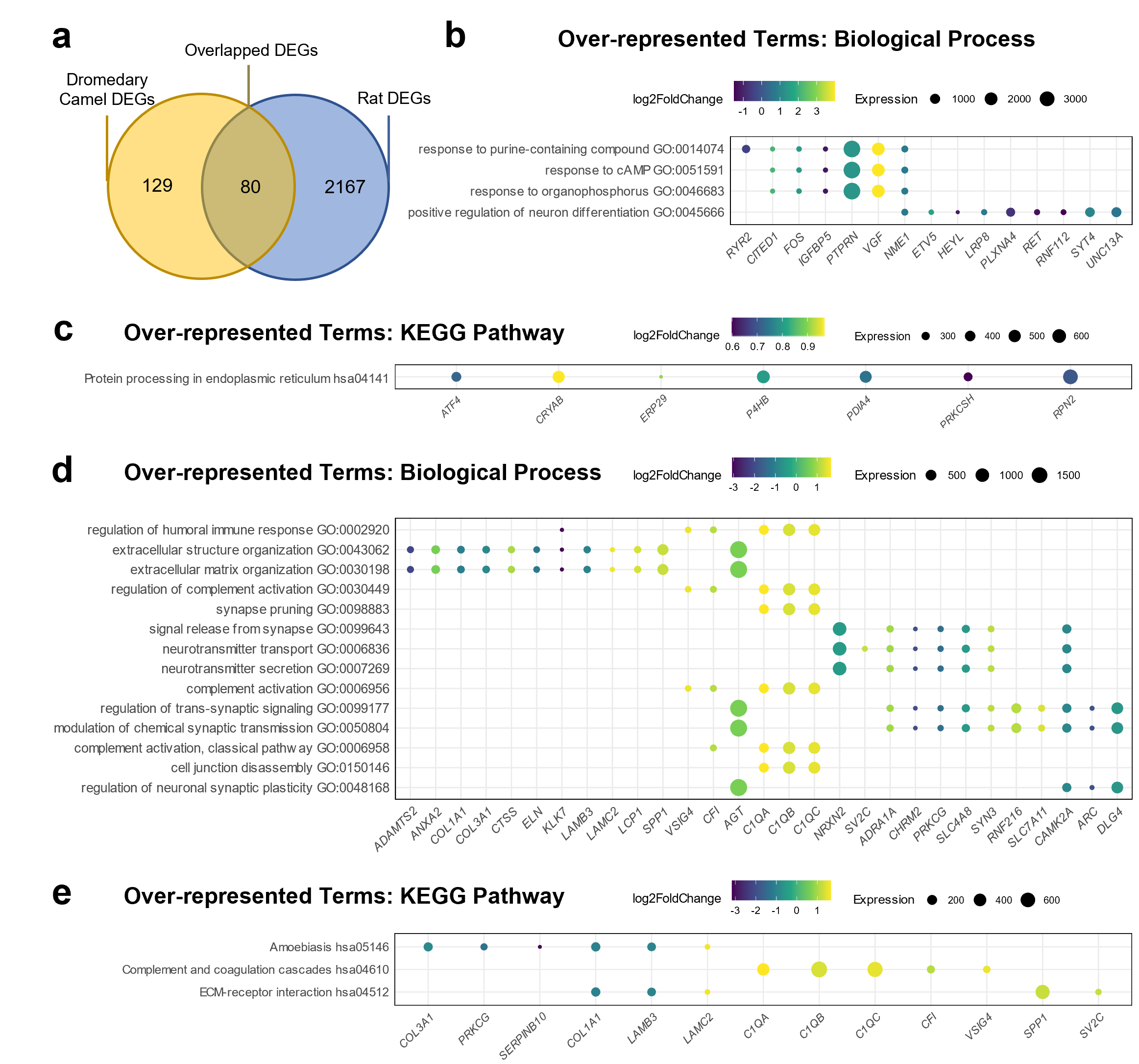a Venn diagram comparing WD camel and rat DEGs. b Over-represented GO: biological processes based on the common DEGs between camel and rat. c Over-represented GO: KEGG pathways based on the common DEGs between camel and rat. d Over-represented GO: biological processes based on the camel-unique DEGs. e Over-represented GO: KEGG pathways based on the camel-unique DEGs. Benjamini-Hochberg correction (padj≤0.05) was used for multiple comparison correction. Dot plots illustrate the enriched pathways by WD and their associated genes. Significantly enriched pathways are listed along the y-axis by padj value from top to bottom in ascending order. Pathway-associated genes are denoted by colored dots. Dot color and size represent log2 fold change (LFC) and transcript abundance measured by average normalized read counts aligned to each gene across all samples (basemean), respectively. 