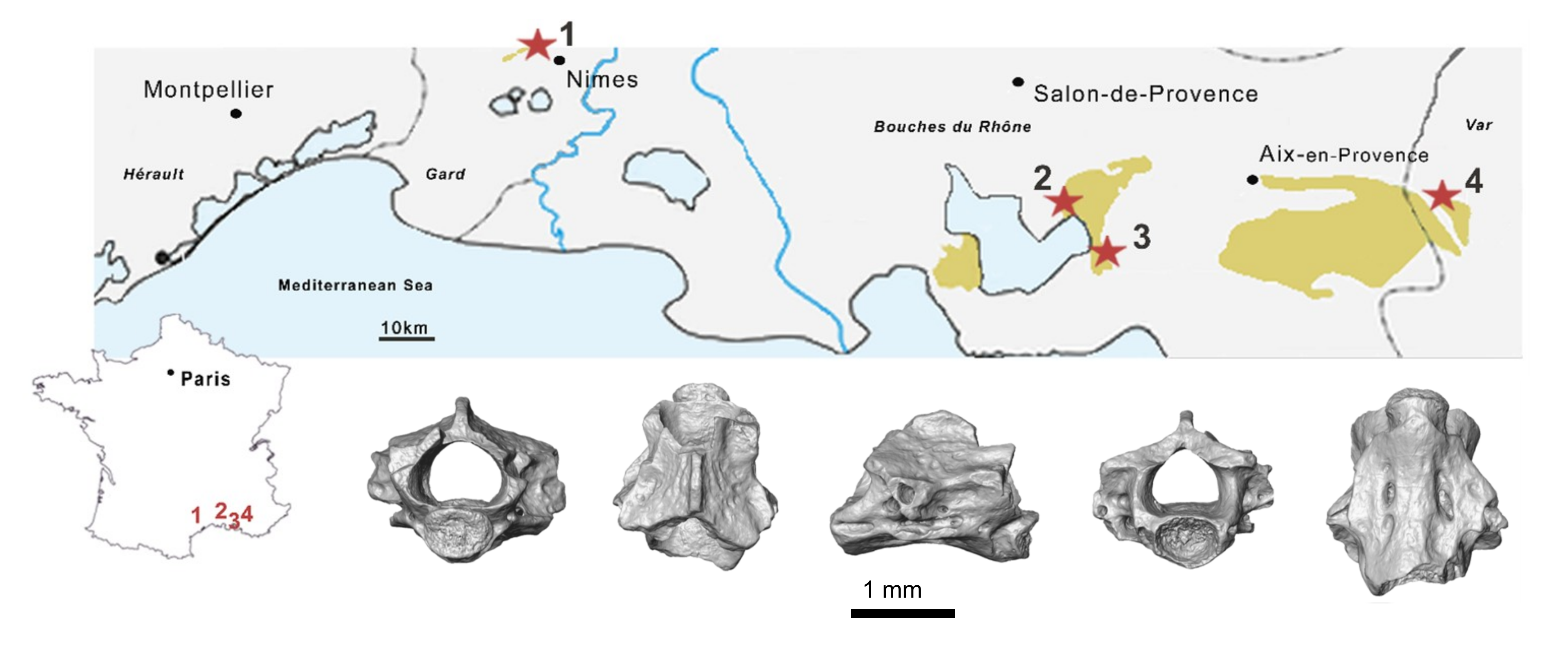 Geographical locations of the four French sites that have yielded Upper Cretaceous salamandrid fossils. 1) Champ-Garimond, 2) La Neuve, 3) Véranes, 4) Les Pennes-Mirabeau. A particularly well-preserved vertebra from the Les Pennes-Mirabeau site was X-ray scanned and is shown at the bottom of the image in anterior, dorsal, lateral, posterior and ventral views. 