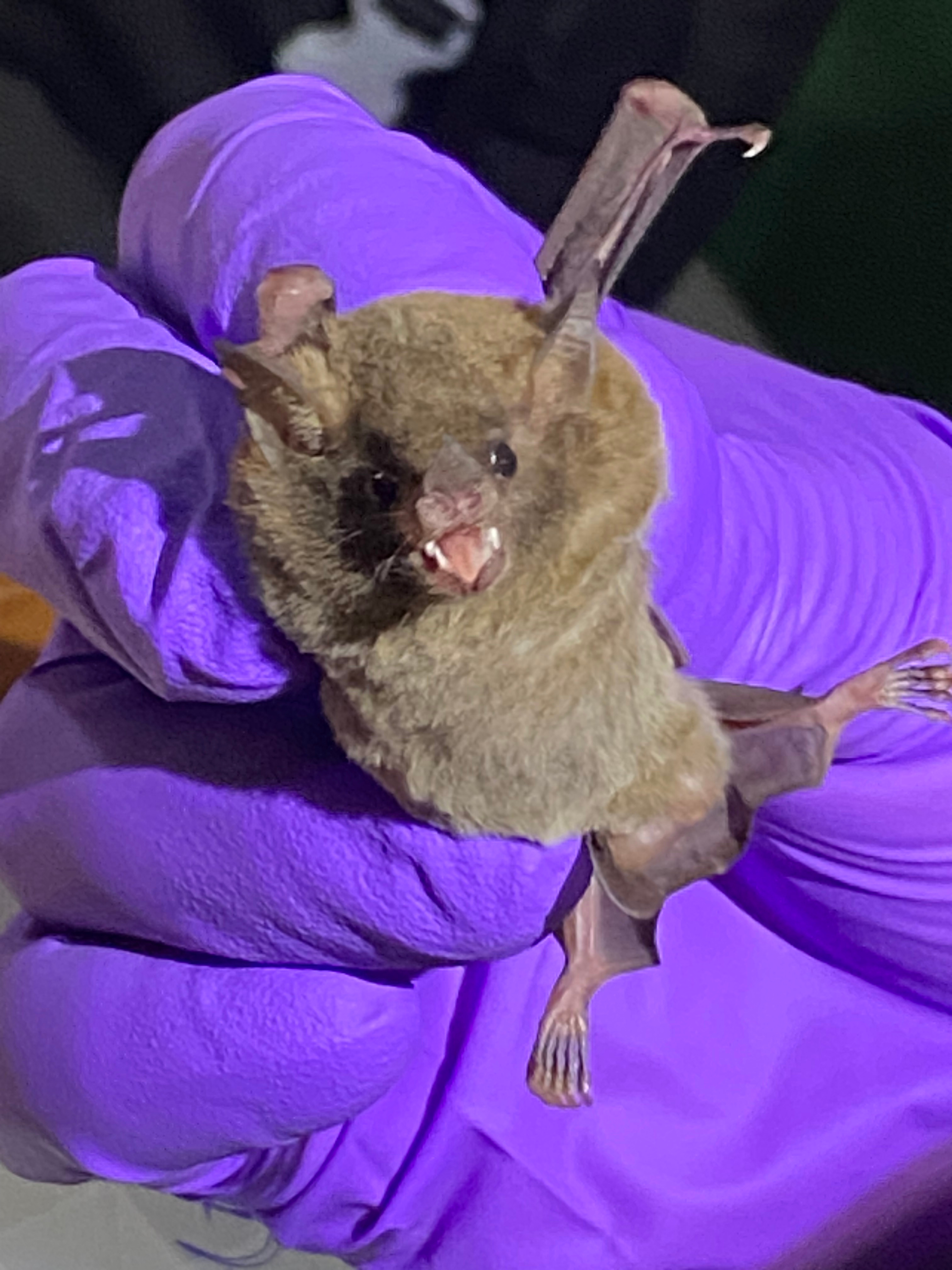 Nectar-feeding bat