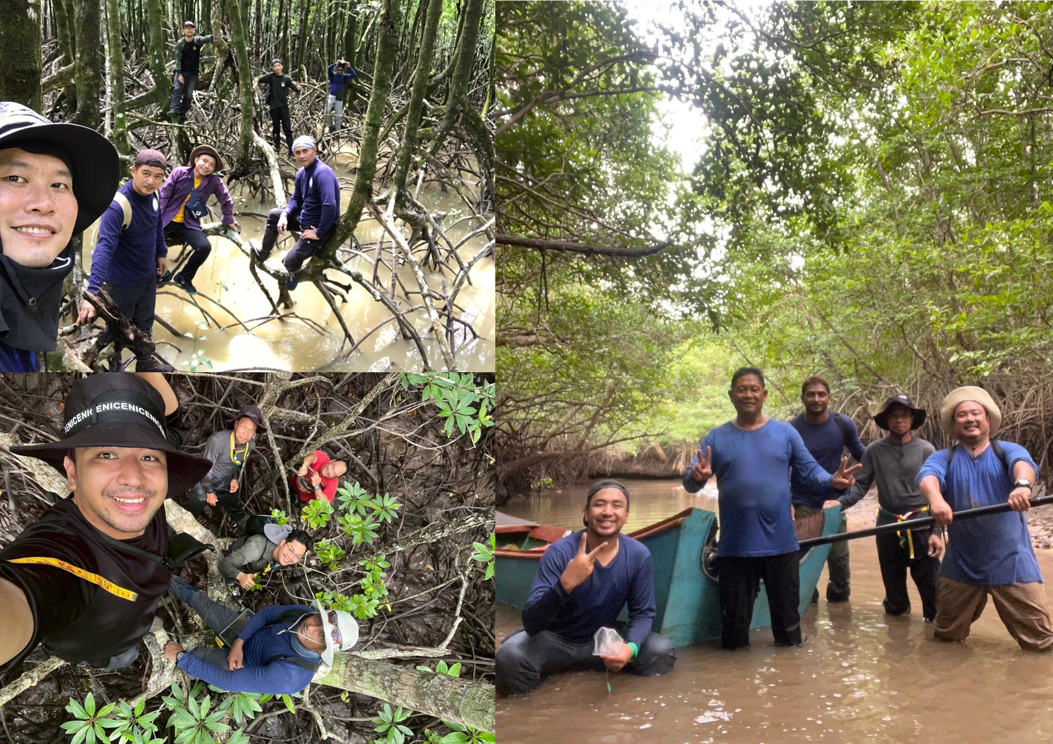 Three photographs of RESCuE team members conducting mangrove fieldwork: working at high tide in Trat, climbing tall Rhizophora roots in Phang Nga, and smiling beside a boat grounded at low tide.