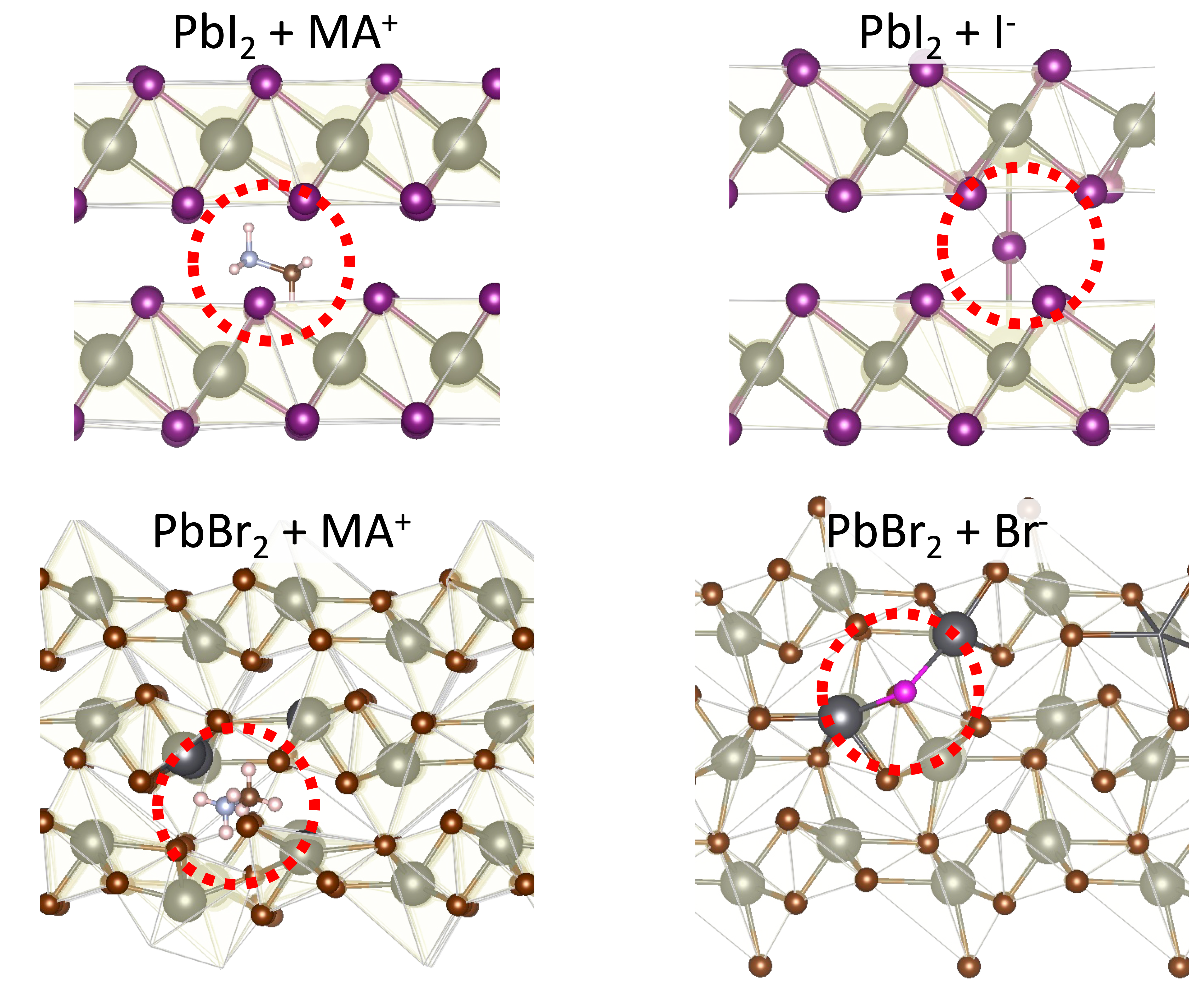 Intercalated BX2 precursors, PbI2 (top) and PbBr2 (bottom). The dashed circles highlight methylammonium and halide intercalating ion in its equilibrium geometry.