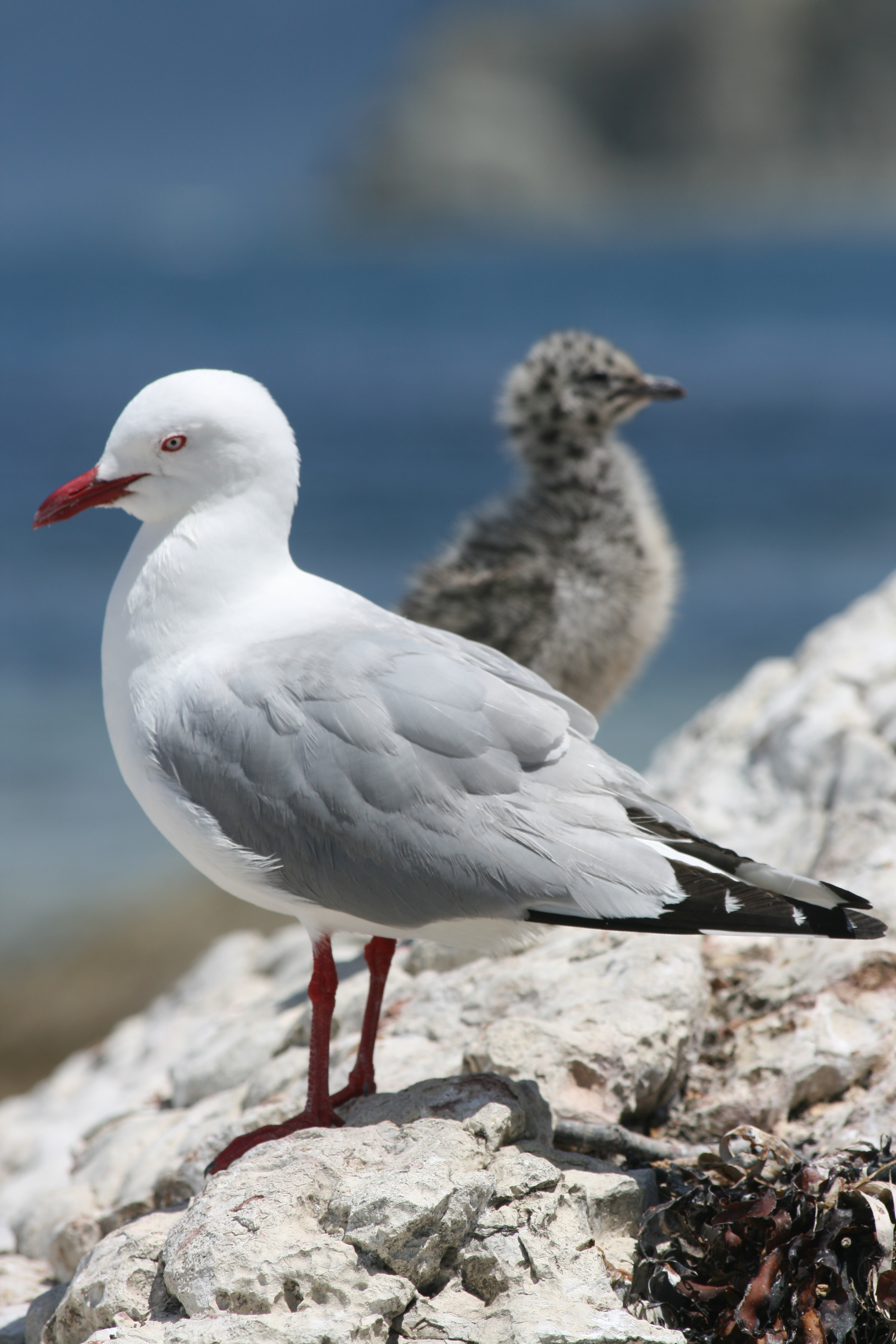 Adult red-billed gull (Larus novaehollandiae scopulinus) with chick. The birds are part of a 54 year study in the Kaikoura Peninsula, New Zealand. Photo credit: D A Mills