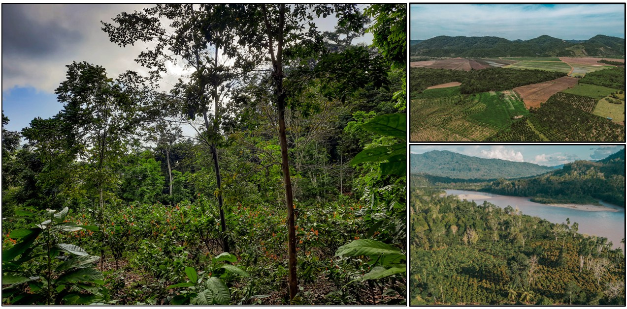Agroforest combining cacao trees and shade trees of different species (left). Drone pictures of landscapes representing varying levels of tree cover (right). Credit: Pablo Aycart Lazo (agroforest) and Ben Newstead (drone pictures).