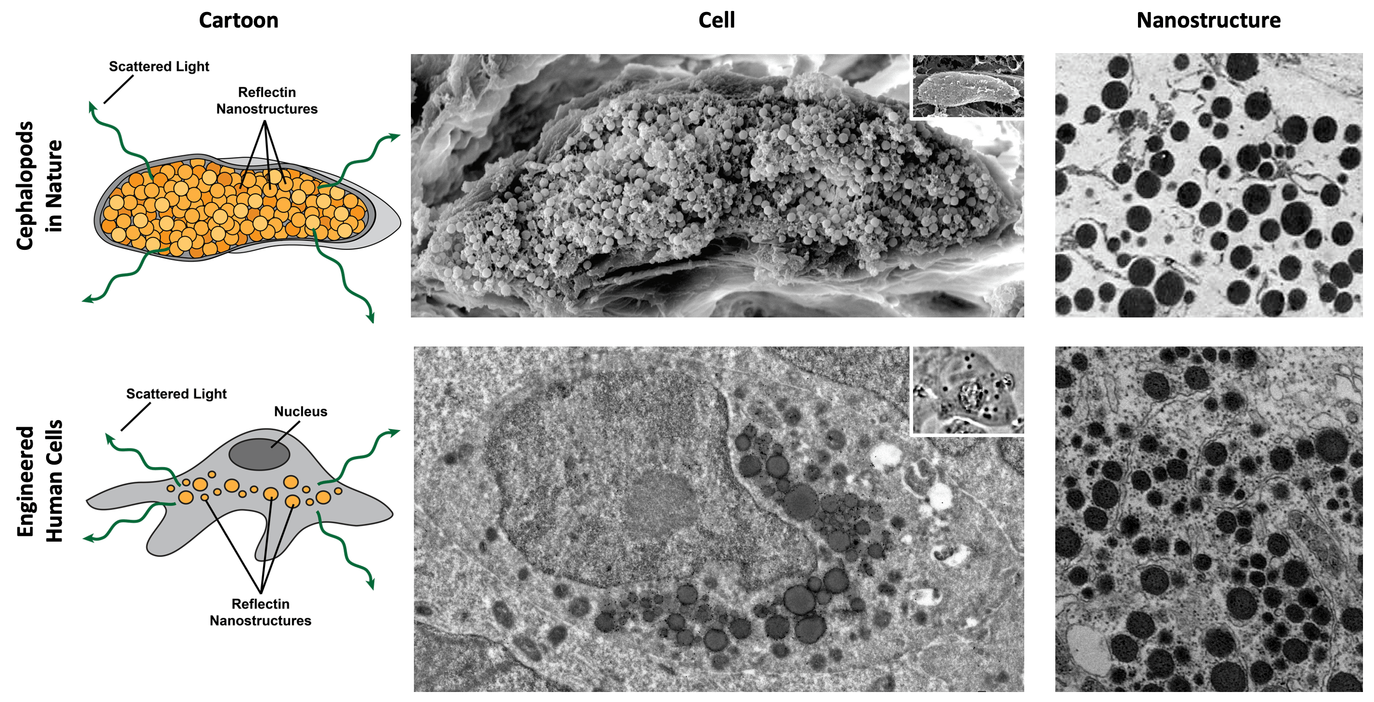 A comparison of the reflectin-based nanostructures in cuttlefish leucophores and the engineered human cells.