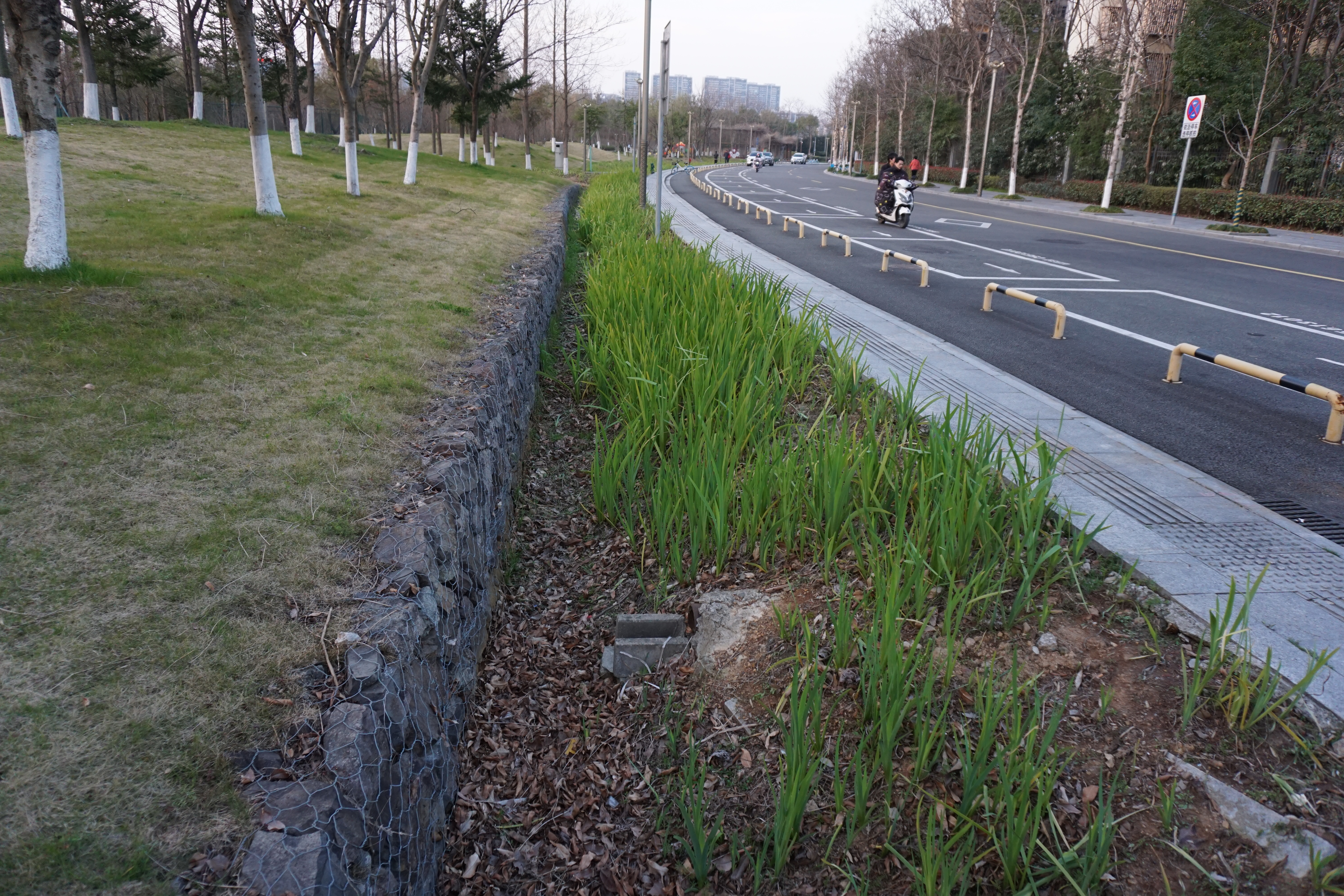 Bioswale in the Eco-Corridor, New East Town, Ningbo 