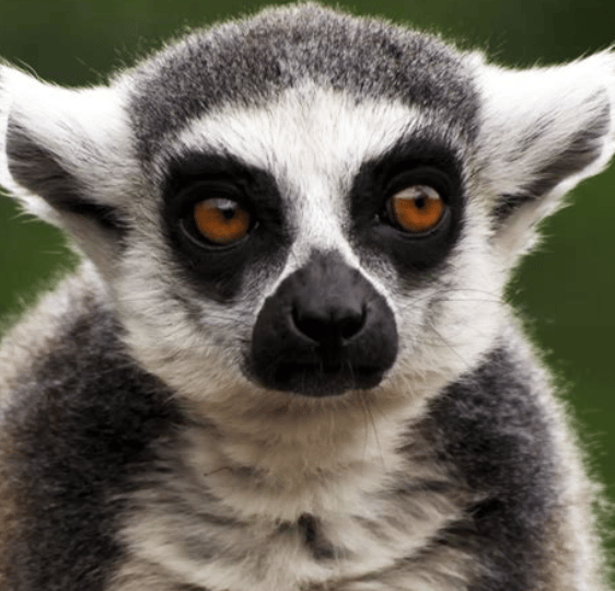 Lemur