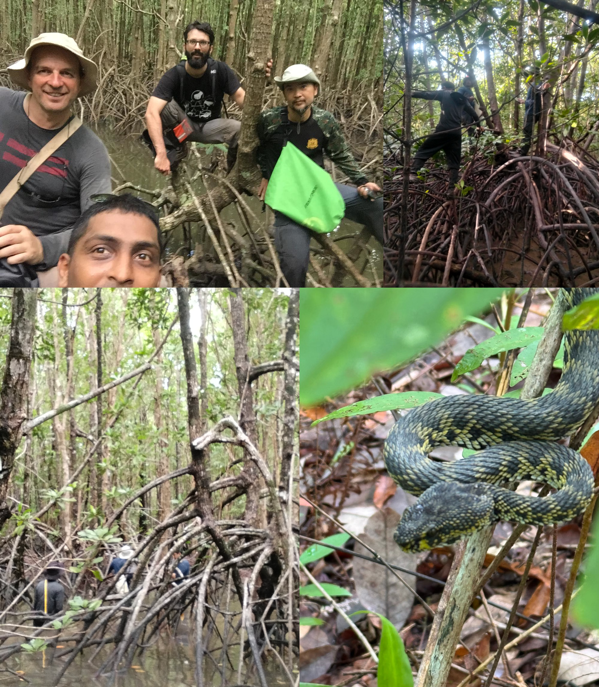 Four-panel collage showing researchers in a flooded mangrove forest, team members navigating dense roots and shallow water, and a dark green-and-yellow mangrove viper coiled around a branch.