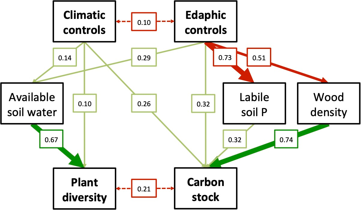 Structural equation model visualizing pathways among multiple controlling factors over tropical forest diversity and vegetation C storage (represented by the first two axes of principal components analyses, PC1: climatic controls, PC2: edaphic controls). Arrows indicate significant positive (green) or negative (red) relationships among variables. Arrow width indicates effect strength, and numbers are significant standardized path coefficients. 