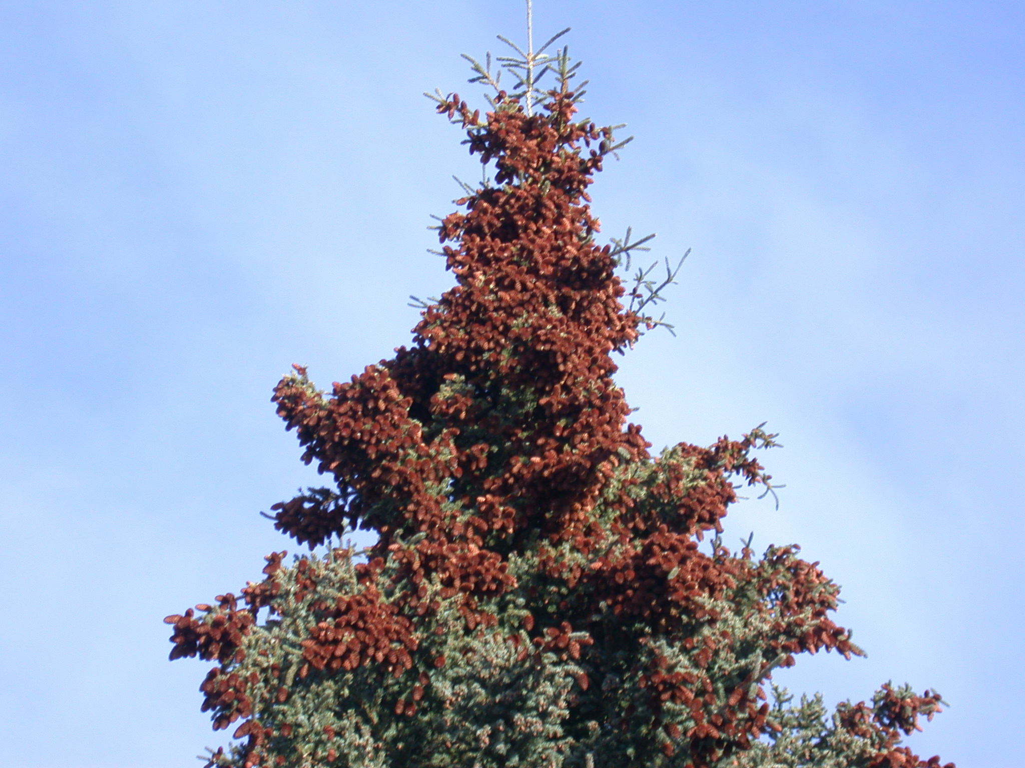 The top of a white spruce tree in the fall of a year with a high reproduction 'mast event' (Photo: LaMontagne). The top of a white spruce tree in the fall of a year with a high reproduction 'mast event' (Photo: LaMontagne).