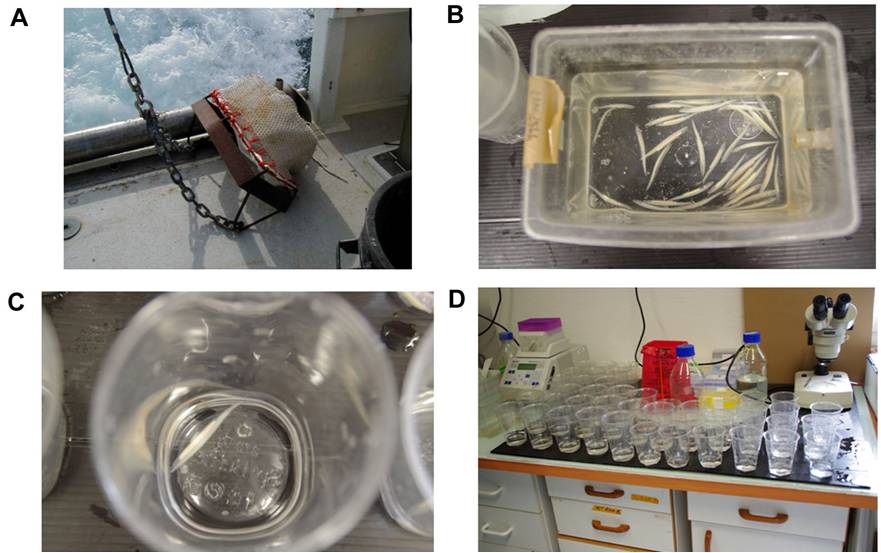 Amphioxus collection and controlled spawning in the laboratory Amphioxus collection and controlled spawning in the laboratory