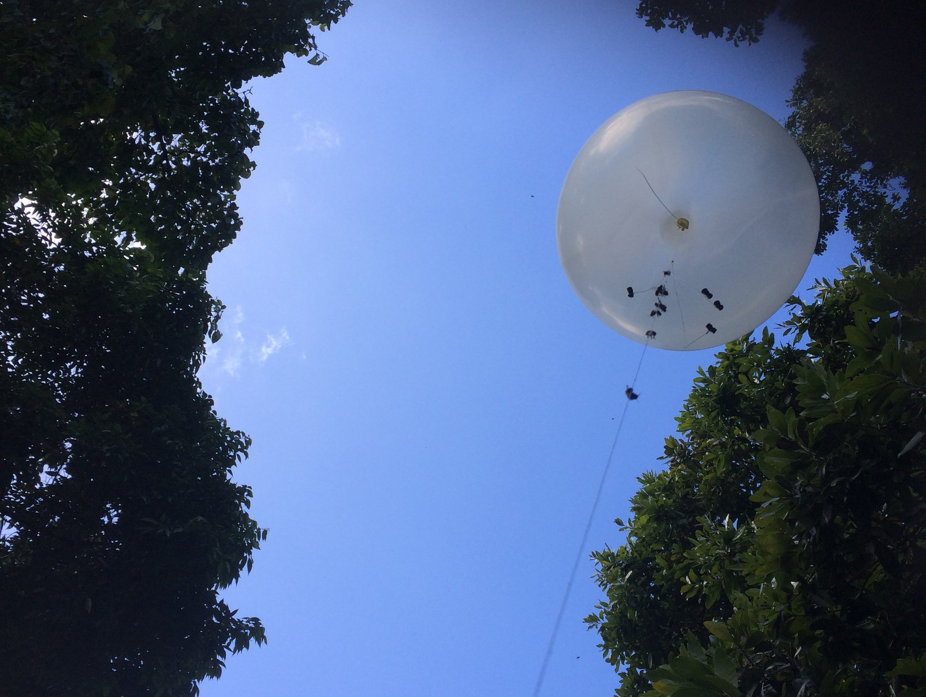 Drones caught at mating congregation