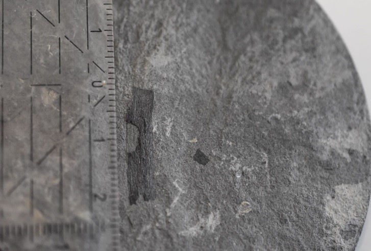 Large (~ 2 cm) long fossilized charcoal particle from the Upper Pliensbachian of the Mochras borehole, preserved on the plane of a core slab. Photo credit Teuntje Hollaar.
