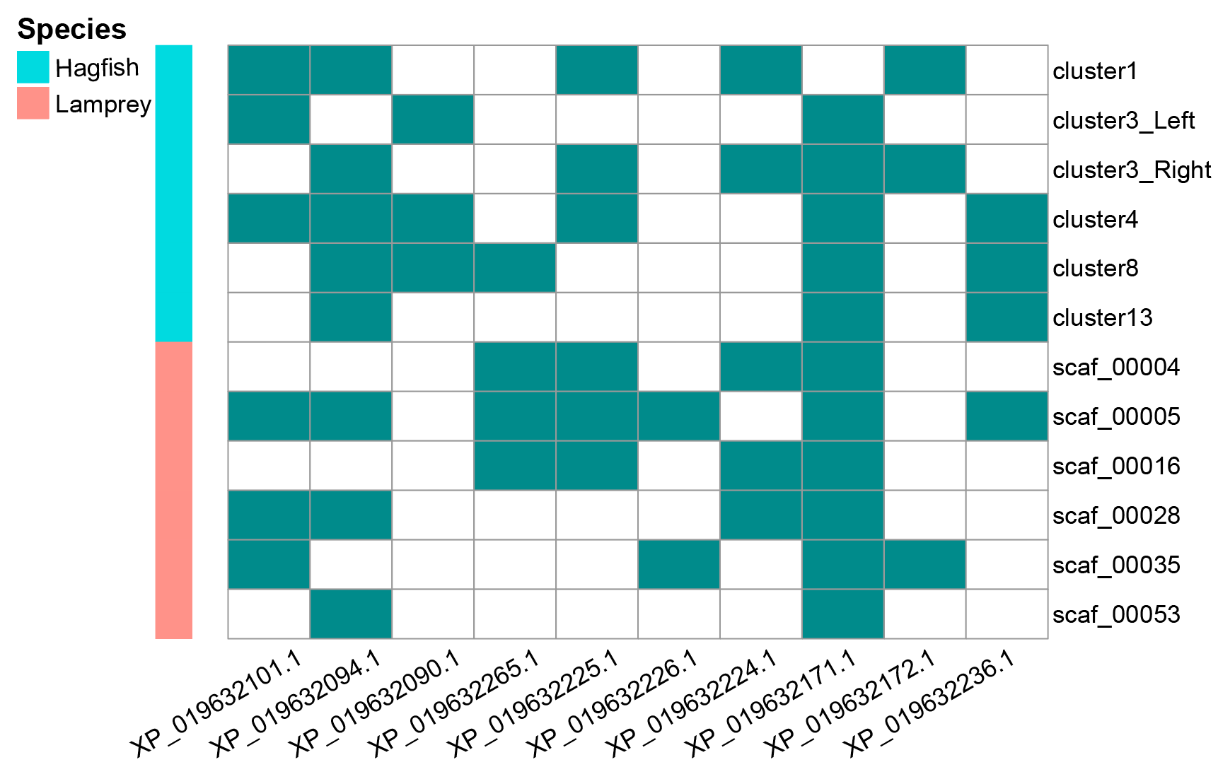 Gene IDs with “XP_” prefix are lancelet Hox genes identified based on known chicken Hox genes.