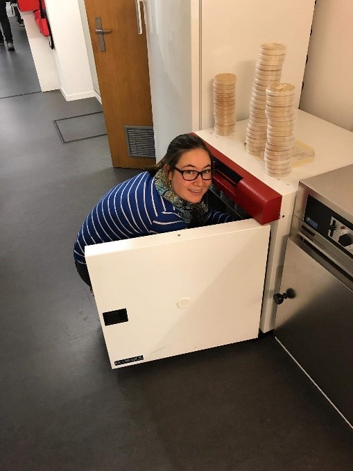 work with agar plates