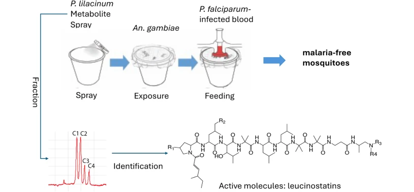 Graphical abstract from Niu et al 2024 showing the structure of leucinostatins Niu, G., Wang, X., Gao, W. et al. Leucinostatins from fungal extracts block malaria transmission to mosquitoes. Parasites Vectors 17, 401 (2024). https://doi.org/10.1186/s13071-024-06450-y