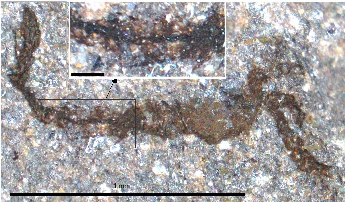 An early arthropod, only 1.2 mm long, with a tiny carapace and a long, thin body ending in a leaf-shaped telson. At the front (right) there are long, sturdy appendages with spines on the end. The gut is visible as a narrow dark line running along the body.