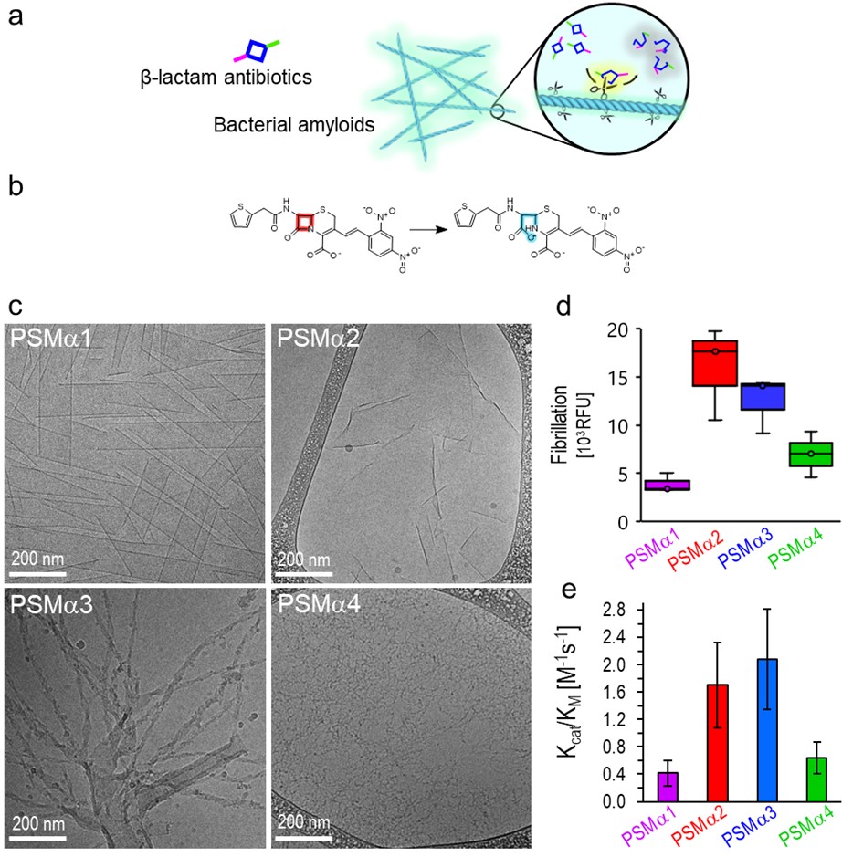 aureus-secreted functional amyloids: Hypothesis and structural characterization of the PSM-alpha amyloids.
