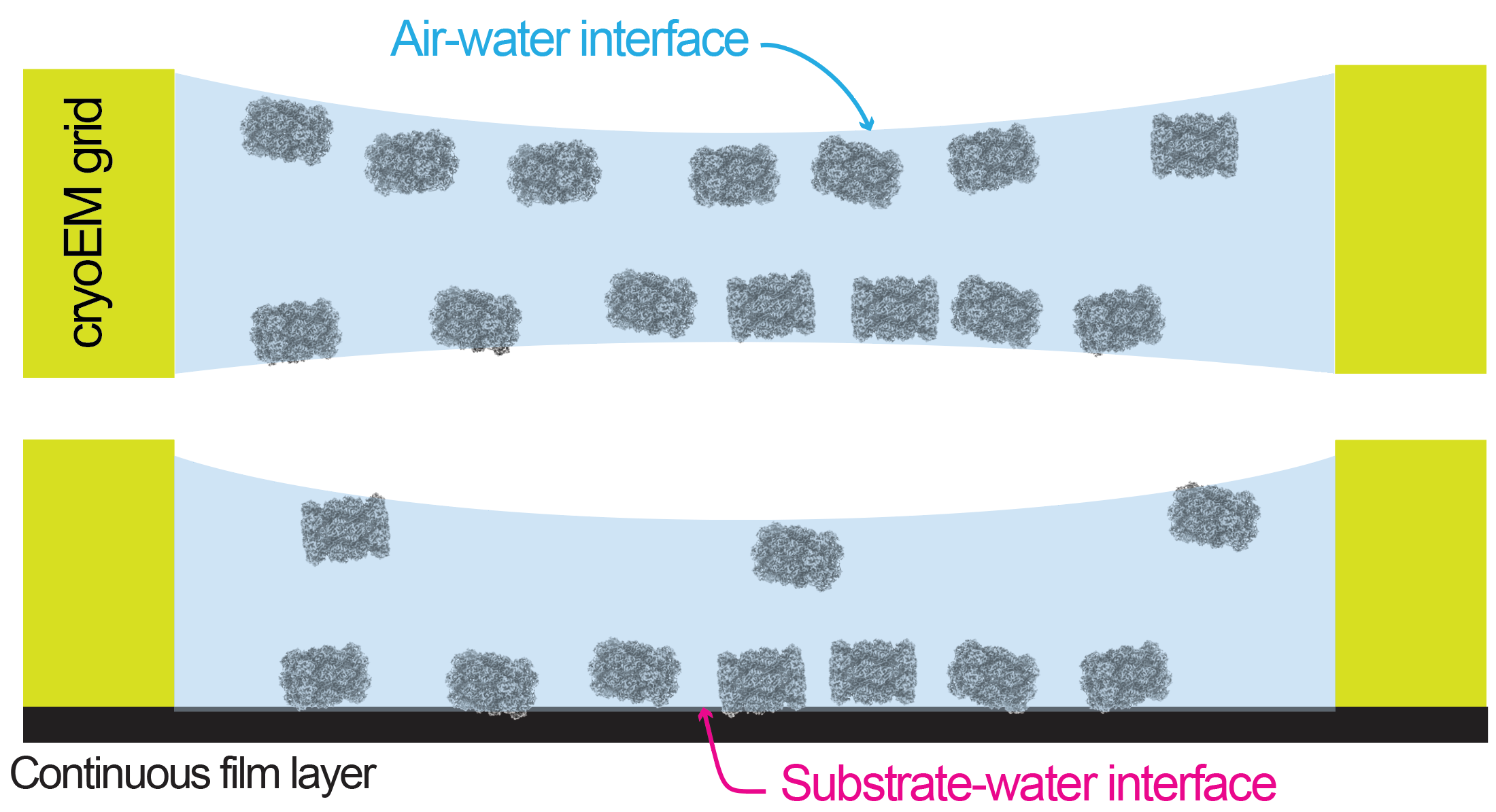 Figure 1: Illustrations of molecules exhibit preferred orientations on cryoEM grids.