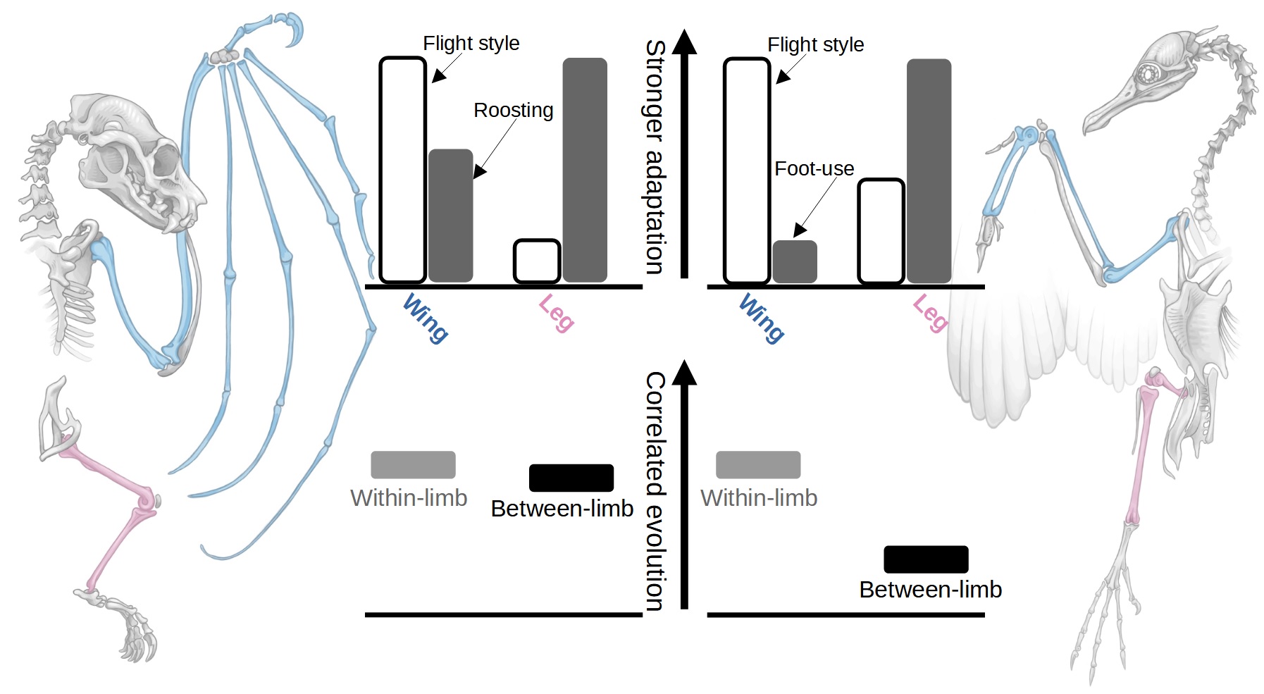 Adaptation of bird limbs aligns with evolutionary modules, but the same is not true in bats.