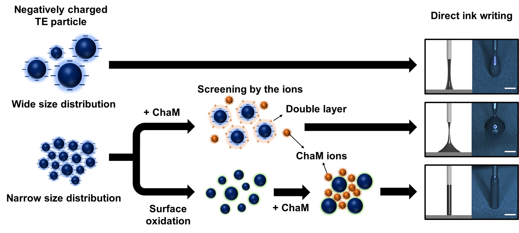Schematic showing the design principle of super-viscoelastic TE particle inks with respect to their size, size distribution and surface oxidation. Scale bars, 500 μm.