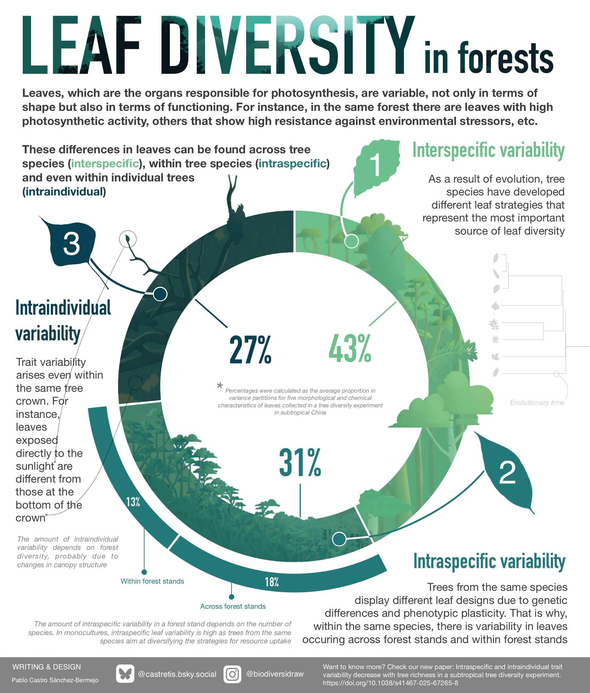 Infographic describing the main sources of leaf diversity and the percenteage of variability associated to each source observed in a variance partitioning in our study