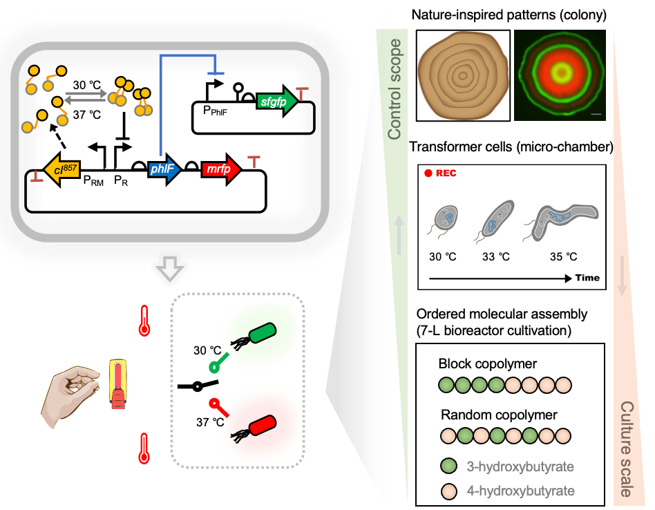 Abstract figure of Wang et al 2021