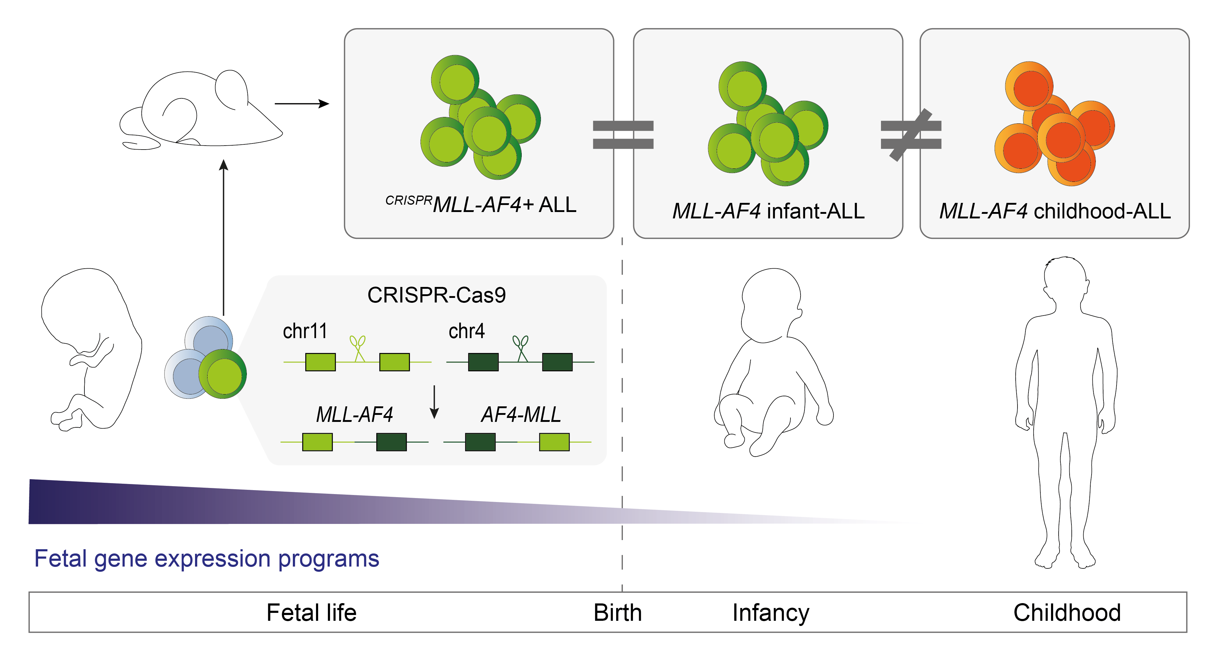 Schematic showing how an infant ALL model was generated by CRISPR-Cas9 editing of human fetal haematopoietic cells