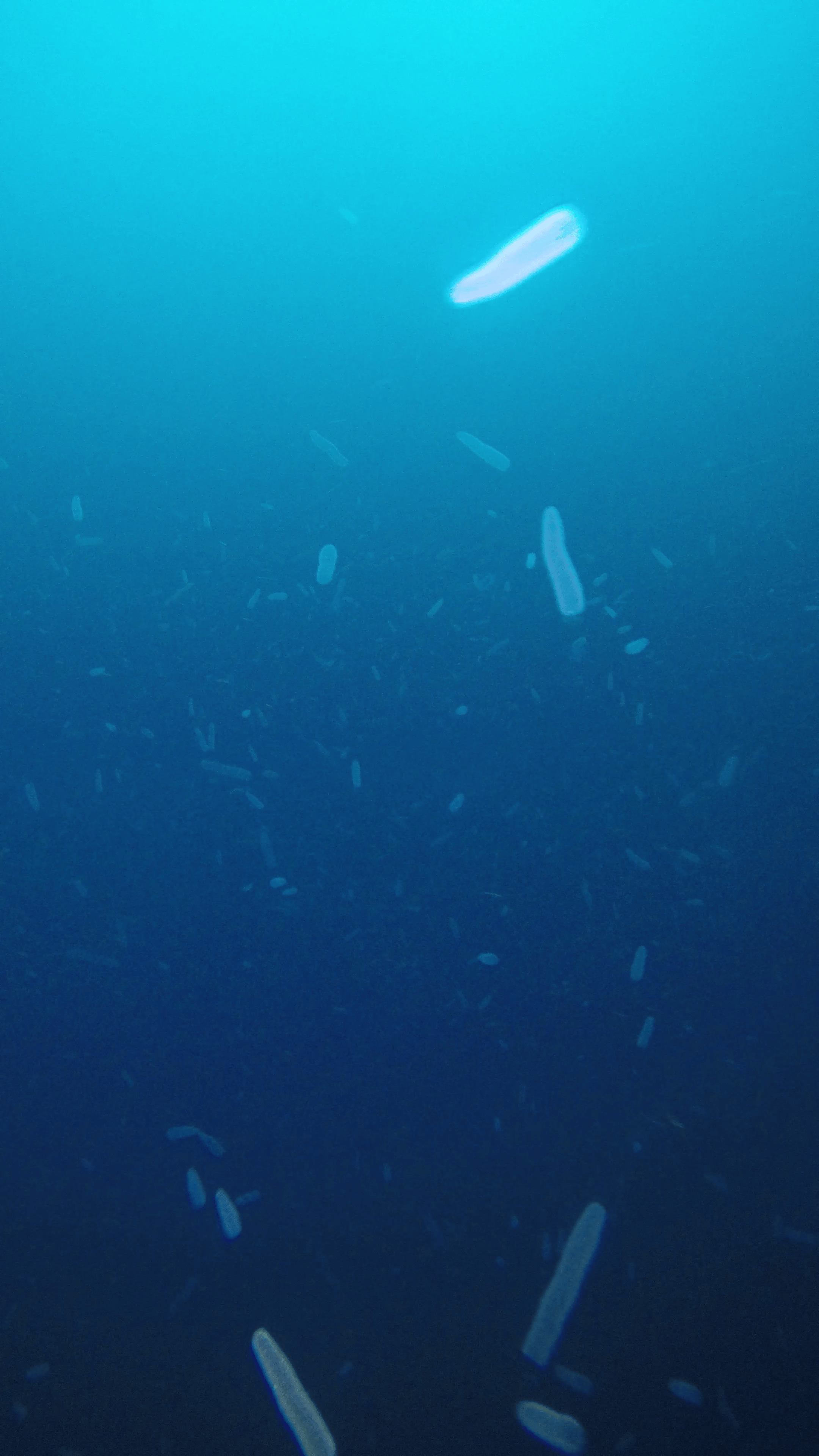 Pyrosomes in the sea