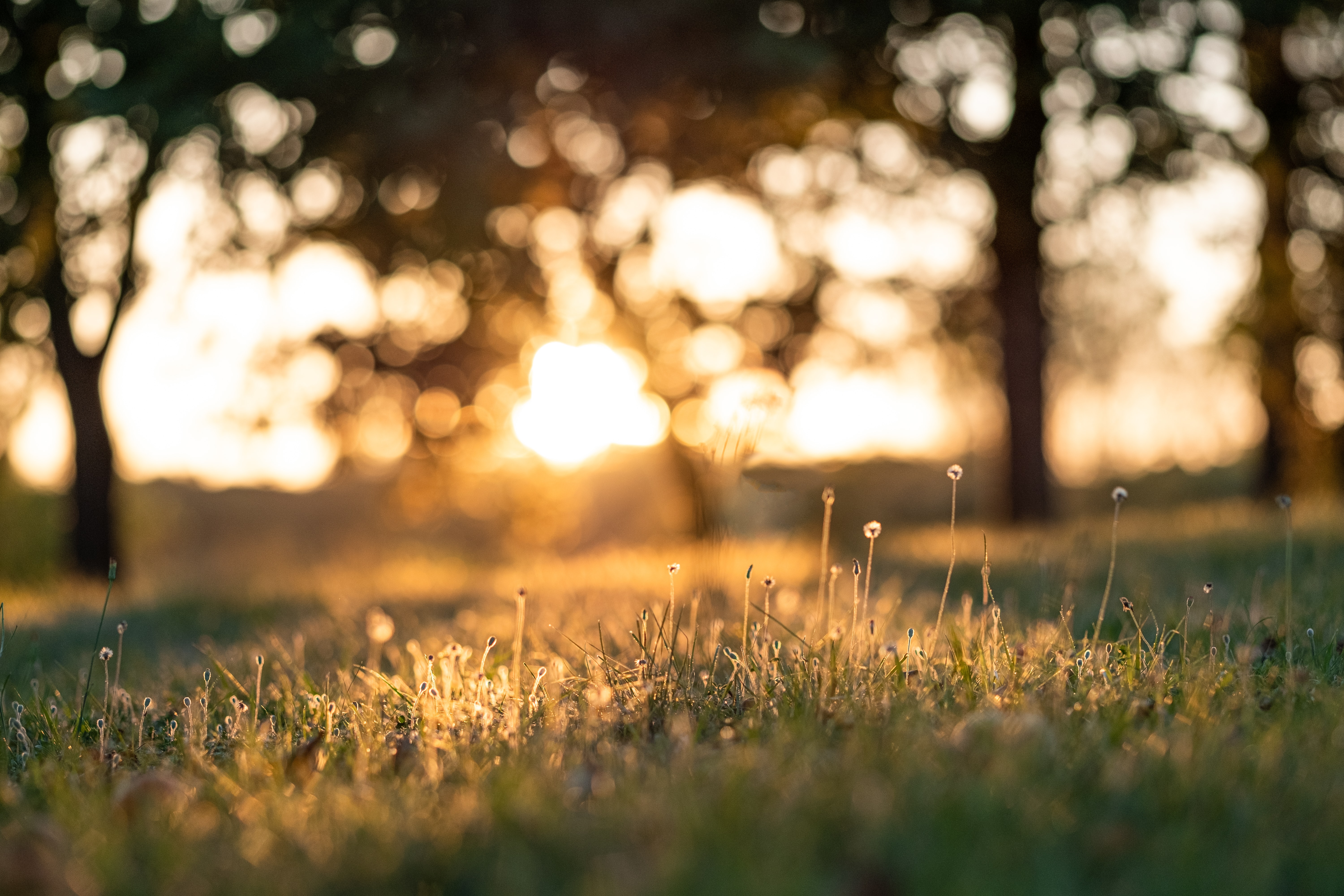 Green Grass During Golden Hour. From Clément Falize on Unsplash.