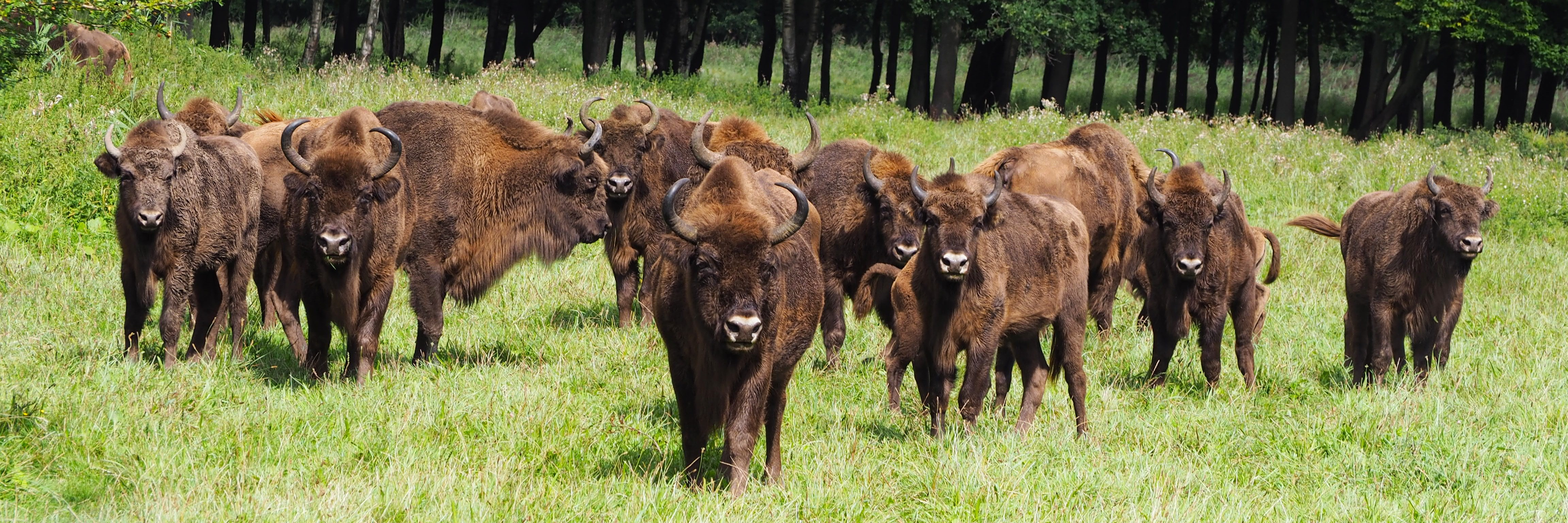Today, herds of European bison roam Europe again after extinction in the wild in the 1920s and later reintroductions.