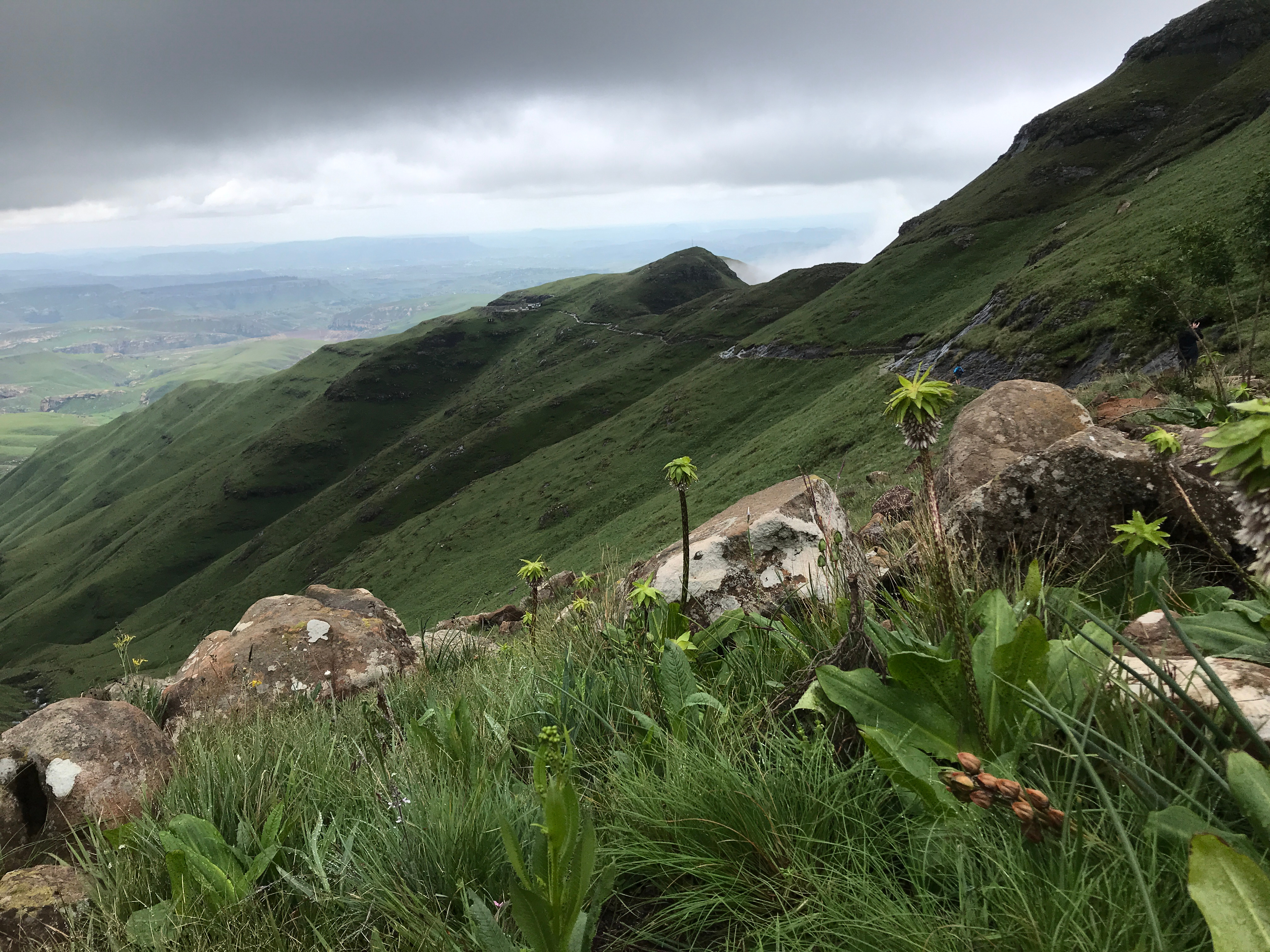 Image of flora of the Drakensburg Mountains, near Phuthadijaba, Qwaqwa, South Africa. Taken in January of 2020 by JR.